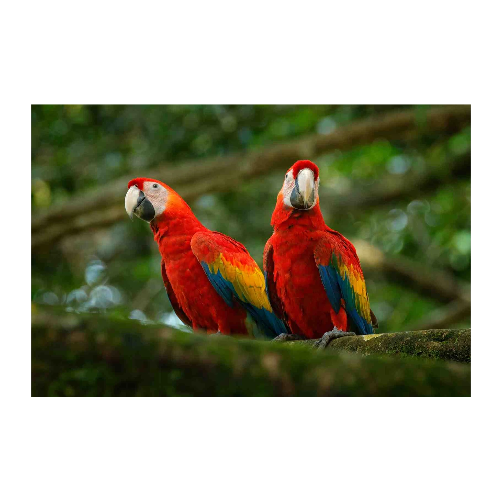 Scarlet Macaws Tropical Bird Wall Art