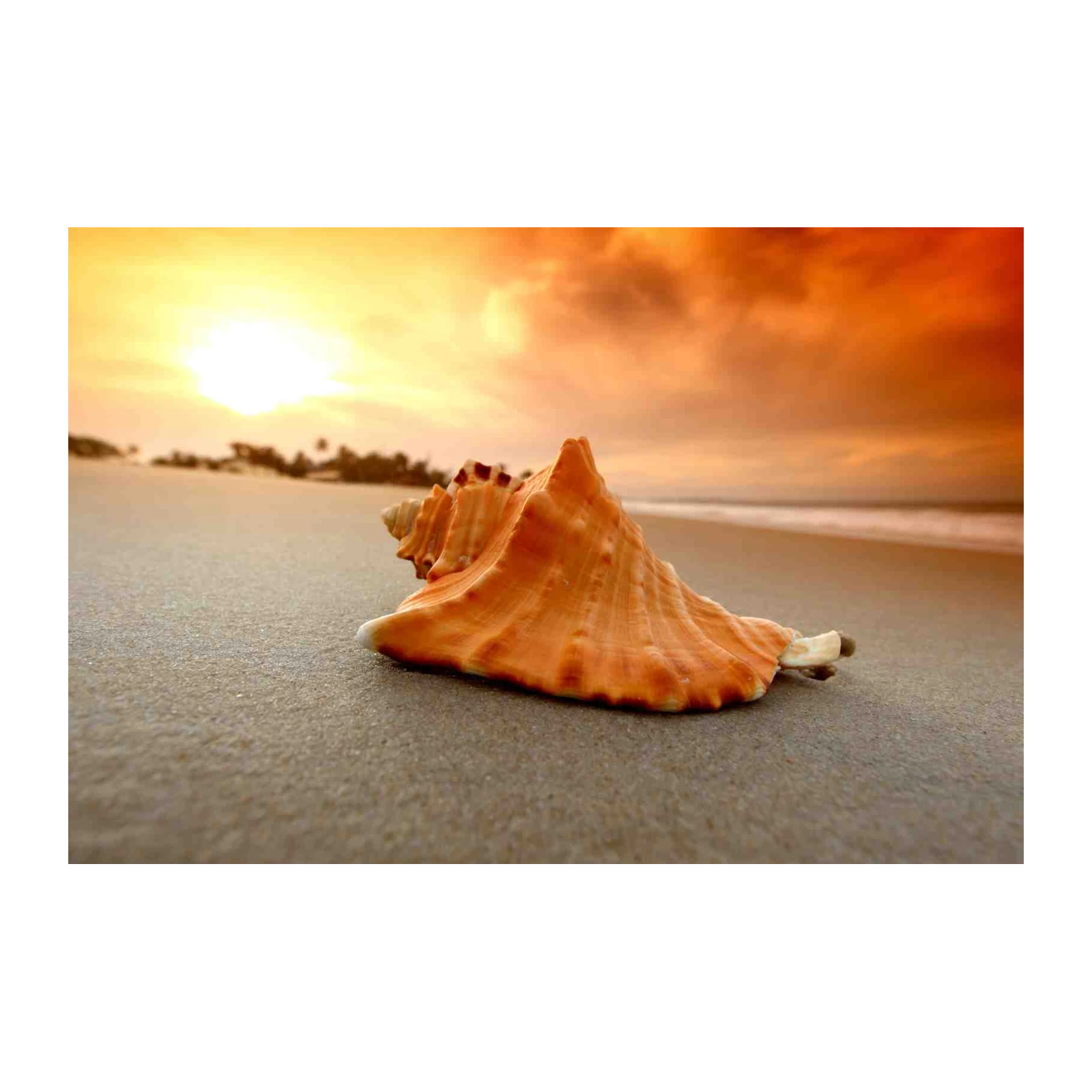 Serene Beach Seashell Sunset Wall Art