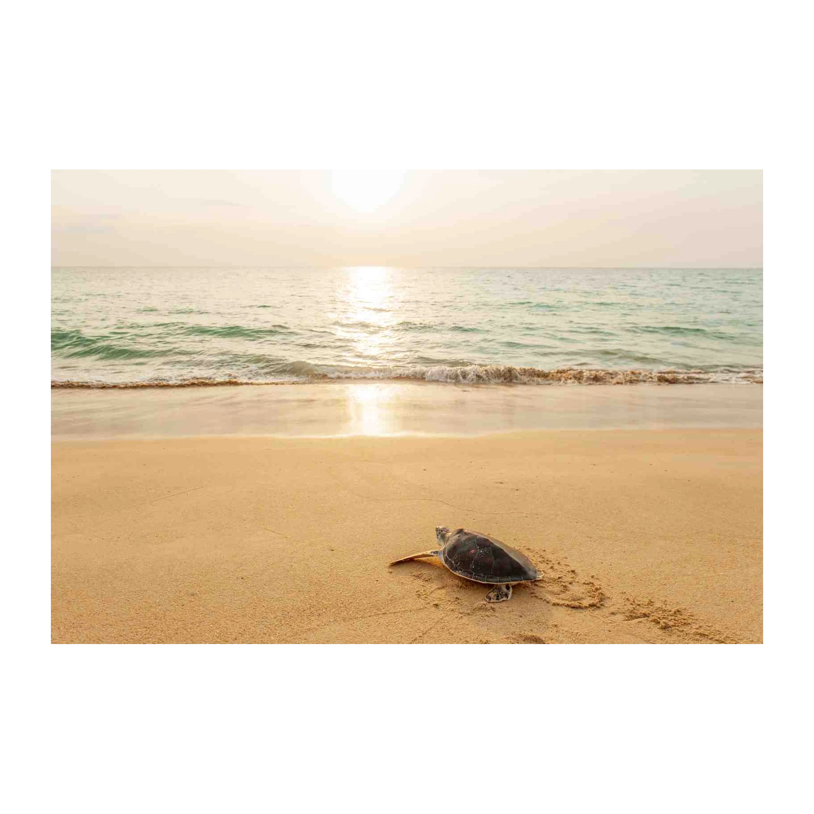 Serene Turtle Beach Sunset Wall Art