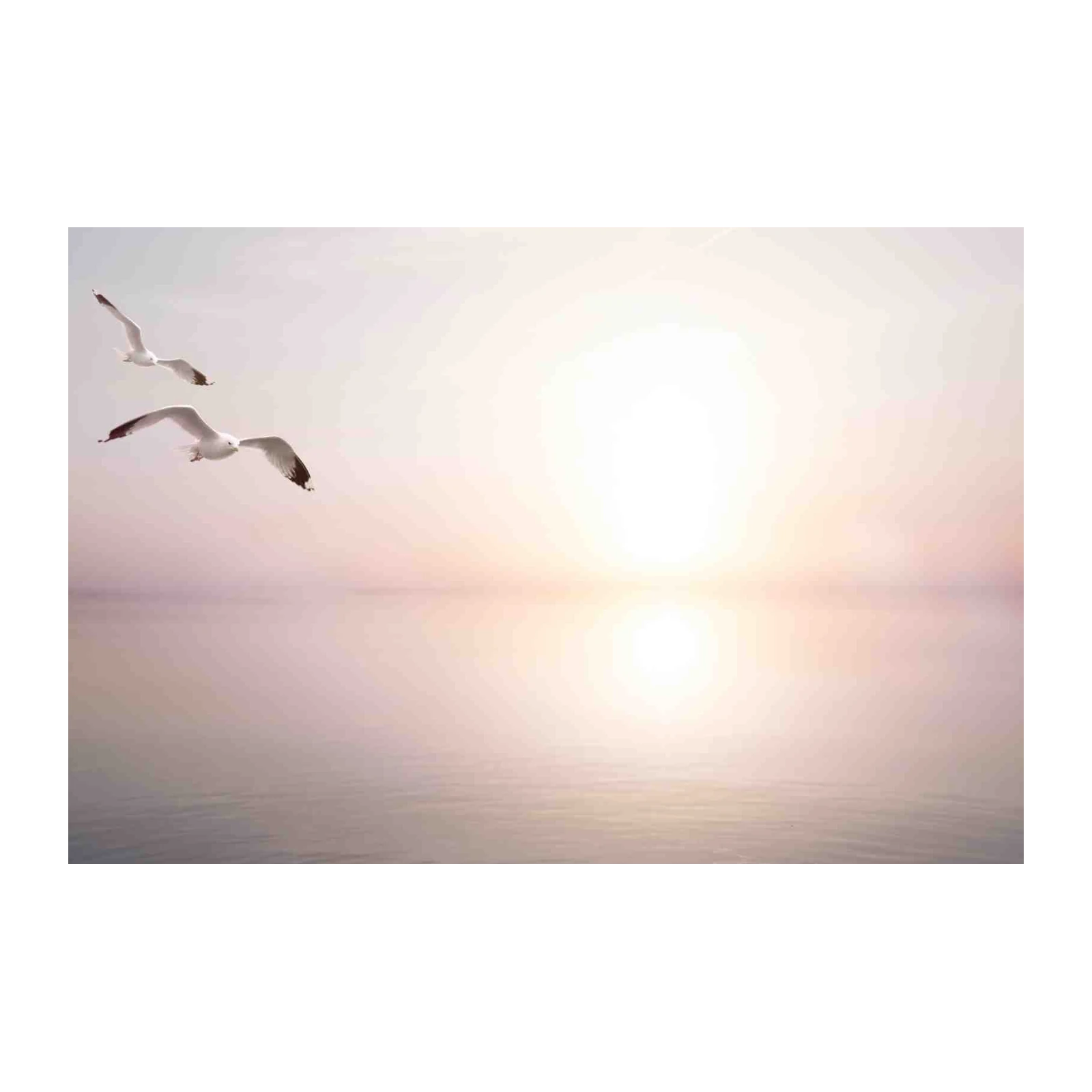 Serene Seagulls Over Calm Waters Wall Art