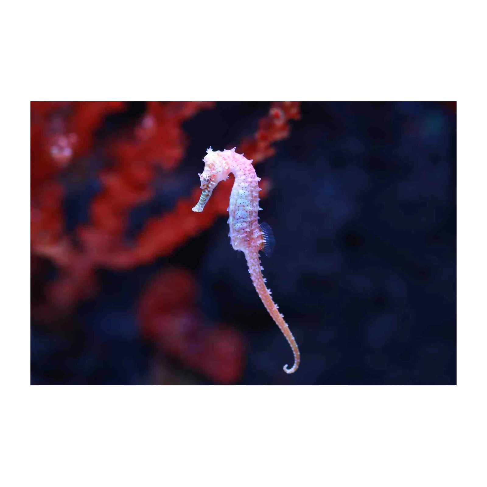 Pink Seahorse Coral Reef Wall Art