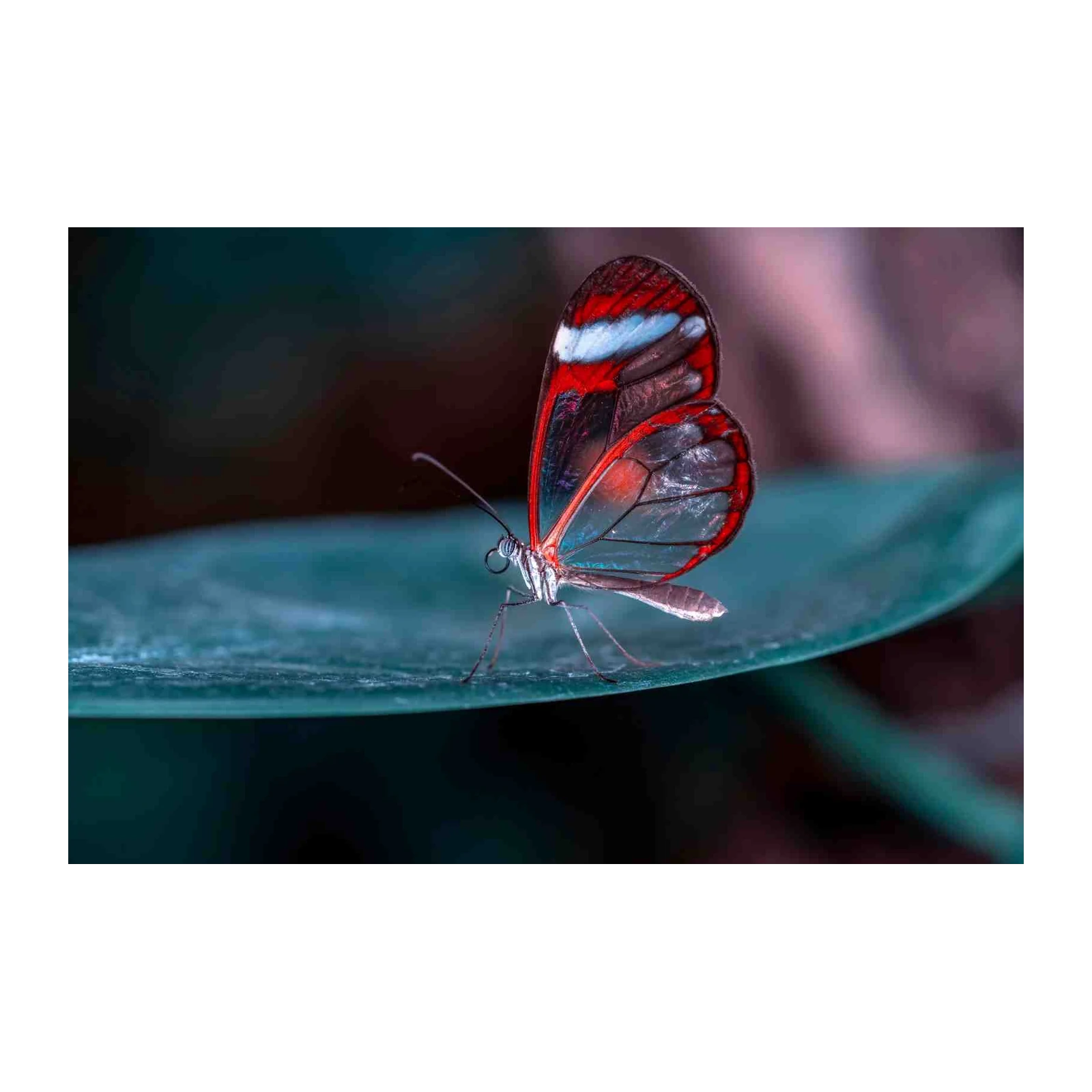 Glasswing Butterfly Nature Art Wall Art