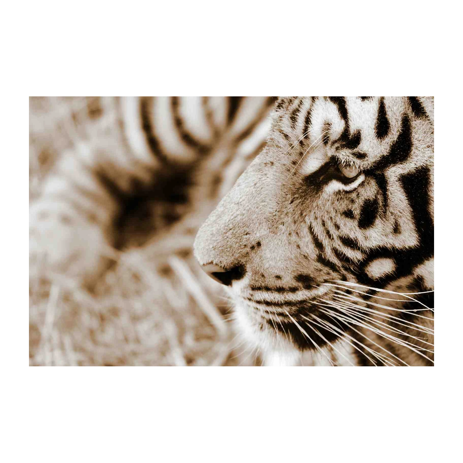Majestic Tiger Close-Up Wall Art