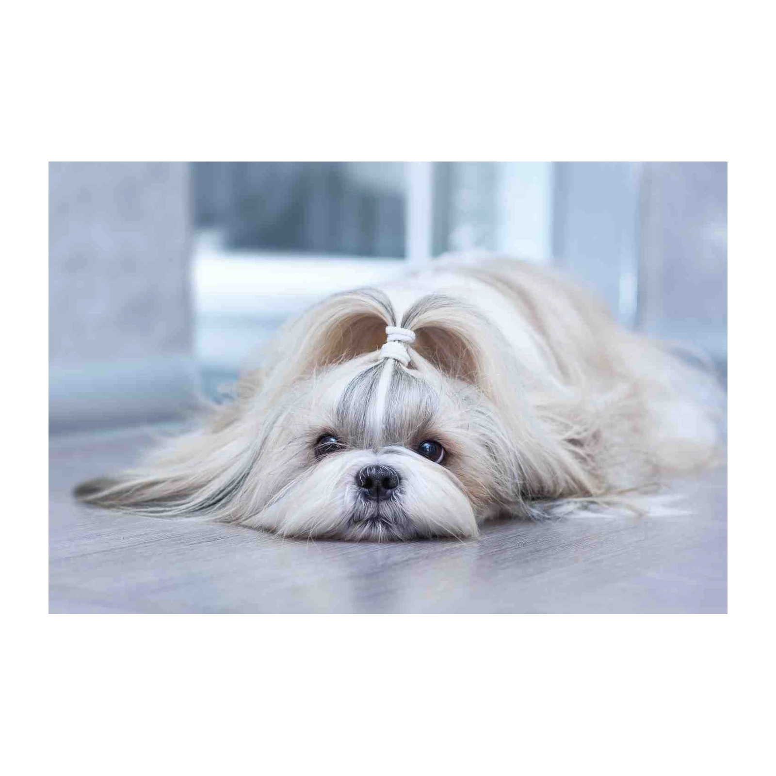 Adorable Shih Tzu Portrait Wall Art