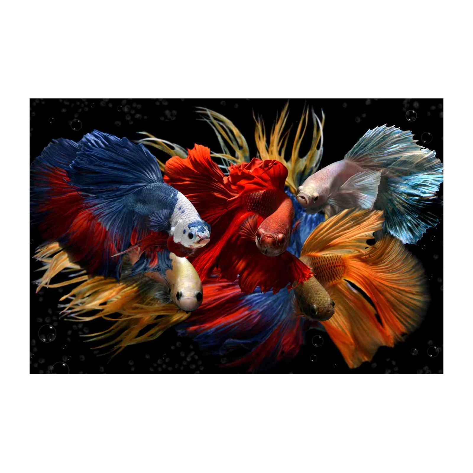 Vibrant Betta Fish Swirl Wall Art