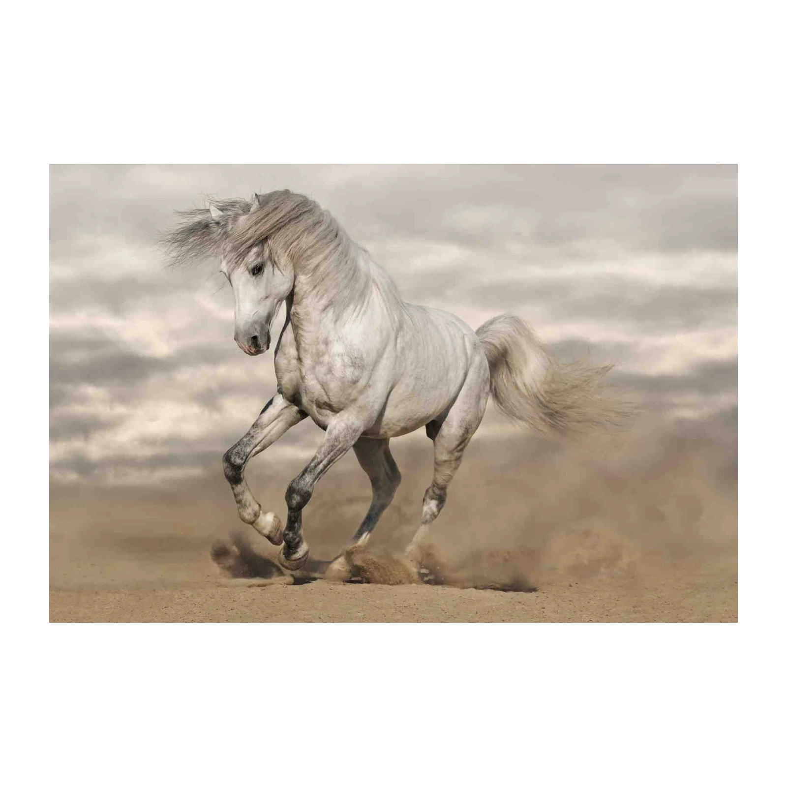 Majestic White Horse Galloping Wall Art