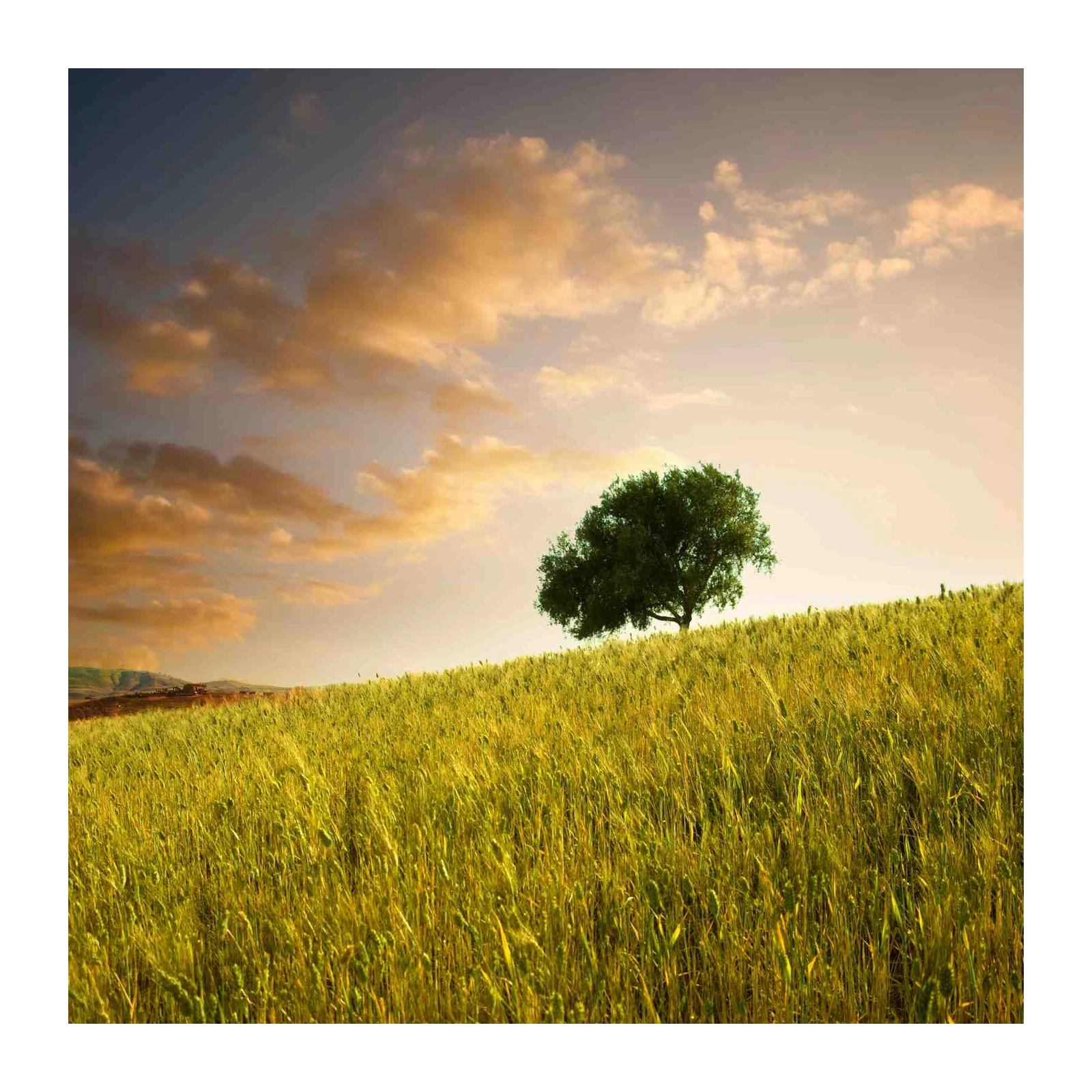 Golden Wheat Field Tree Wall Art