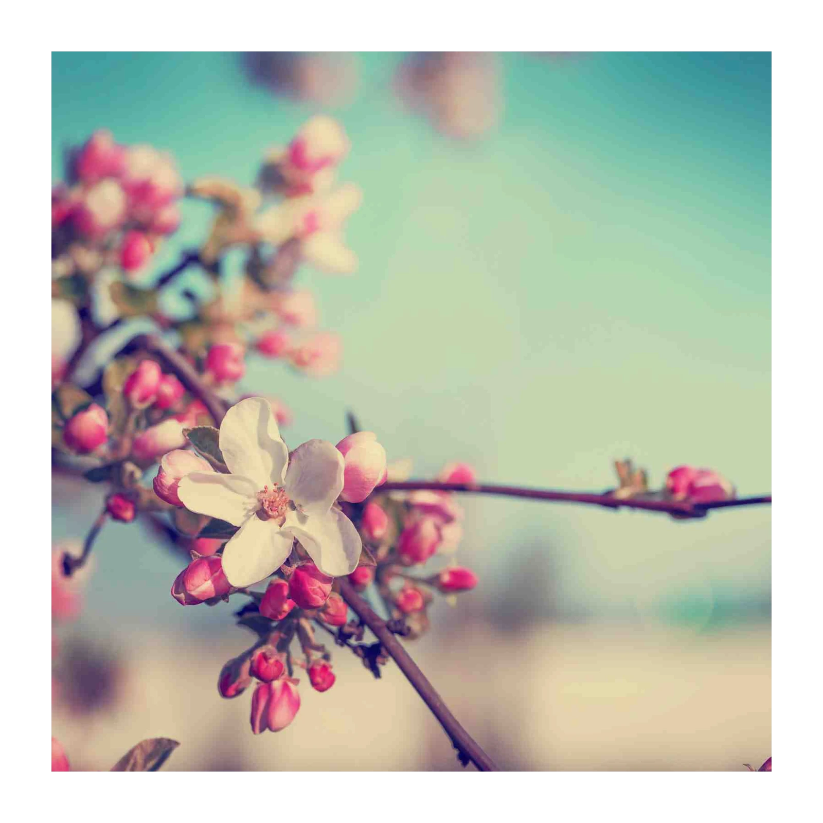 Blooming Spring Cherry Blossom Wall Art