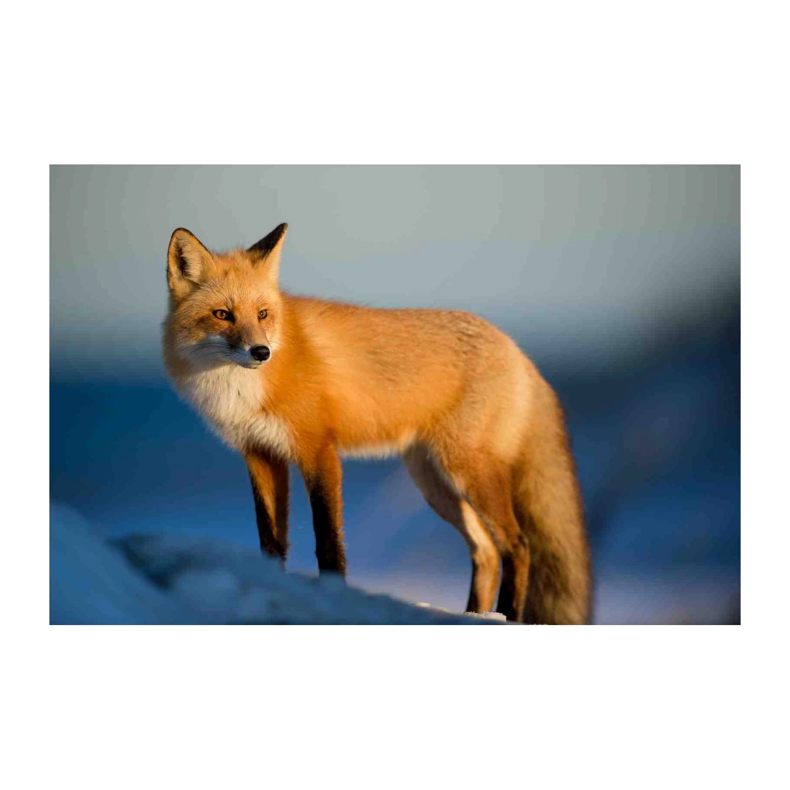 Majestic Red Fox Winter Landscape Wall Art