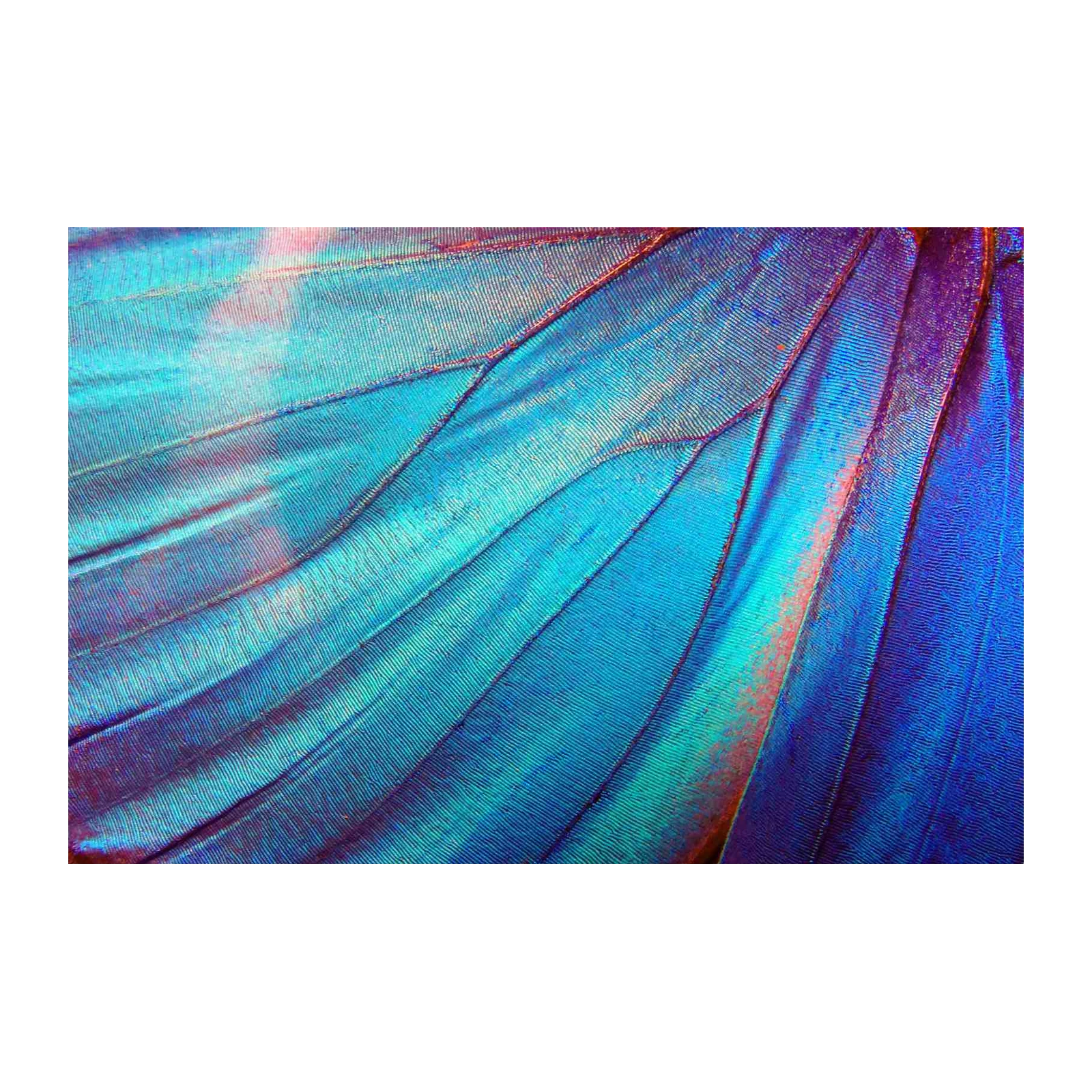 Blue Morpho Butterfly Wing Macro Wall Art