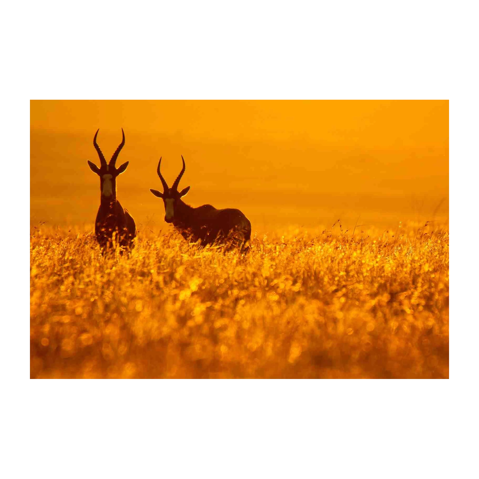 Golden Hour Blesbok Wildlife Wall Art