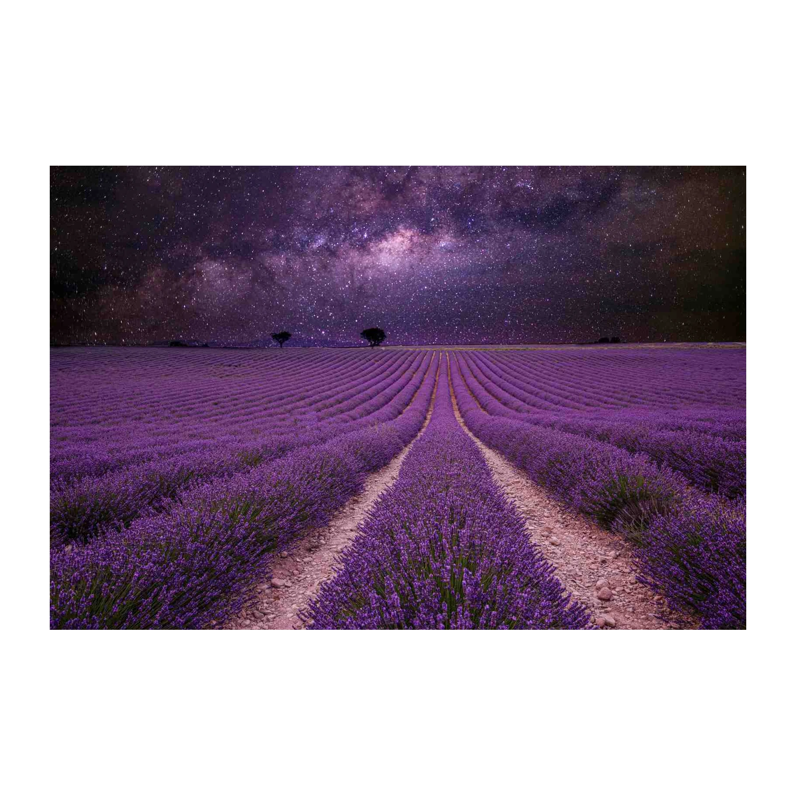 Lavender Field Under Stars Wall Art