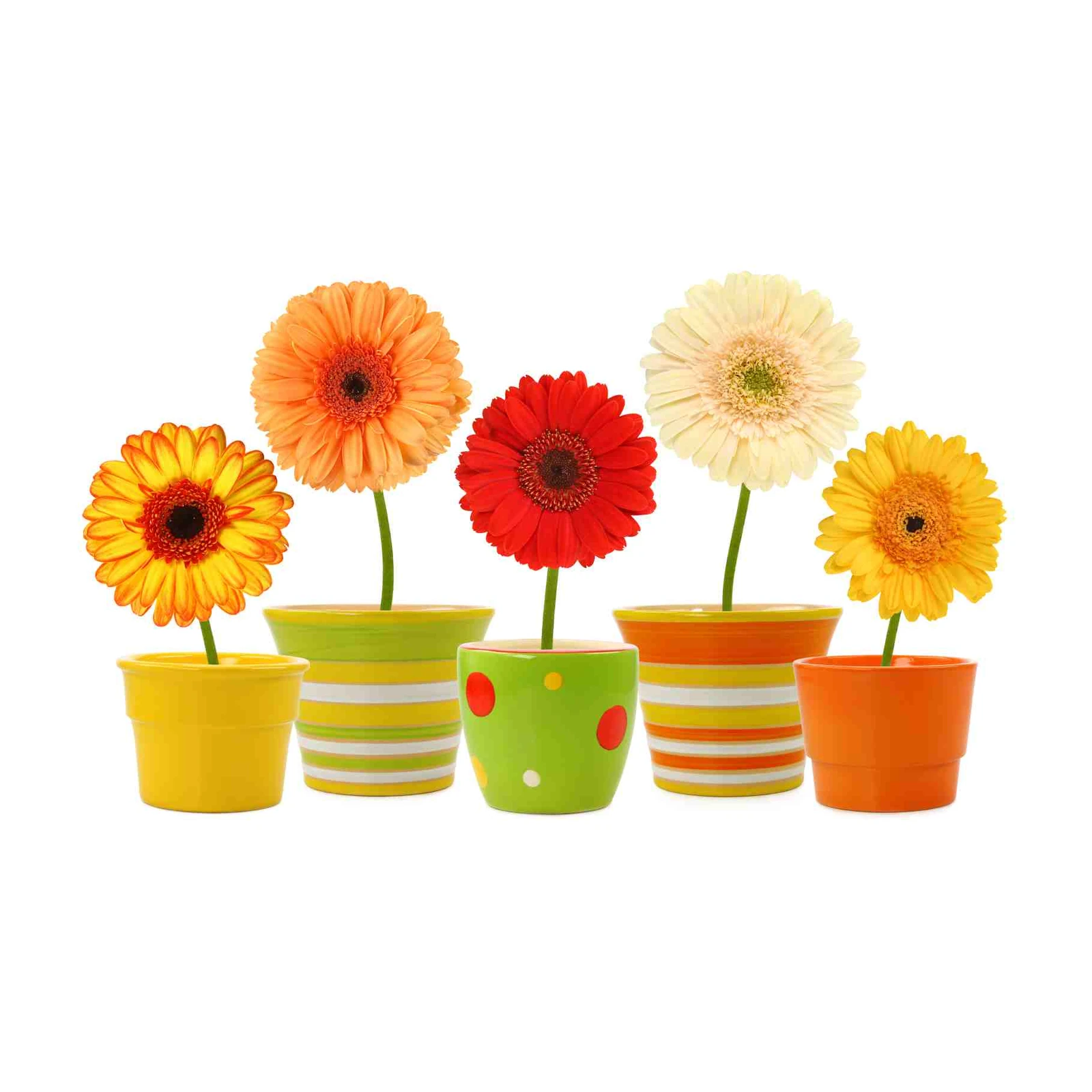 Vibrant Gerbera Daisy Garden Wall Art