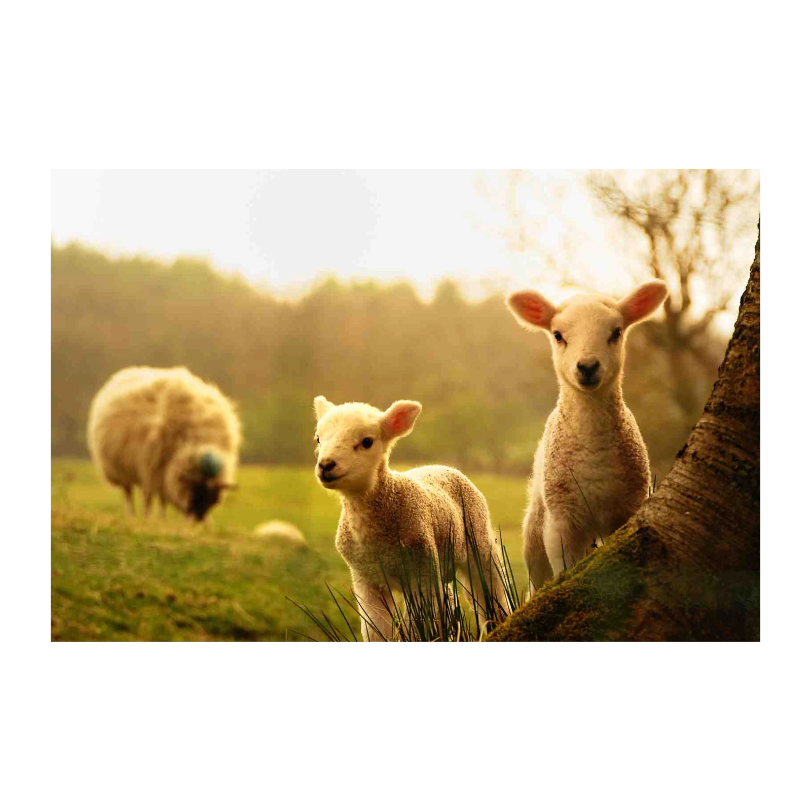 Adorable Lambs in Golden Light Wall Art