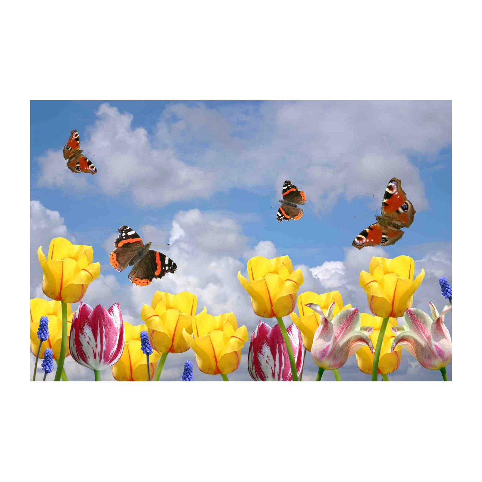Vibrant Butterfly & Tulip Meadow Wall Art