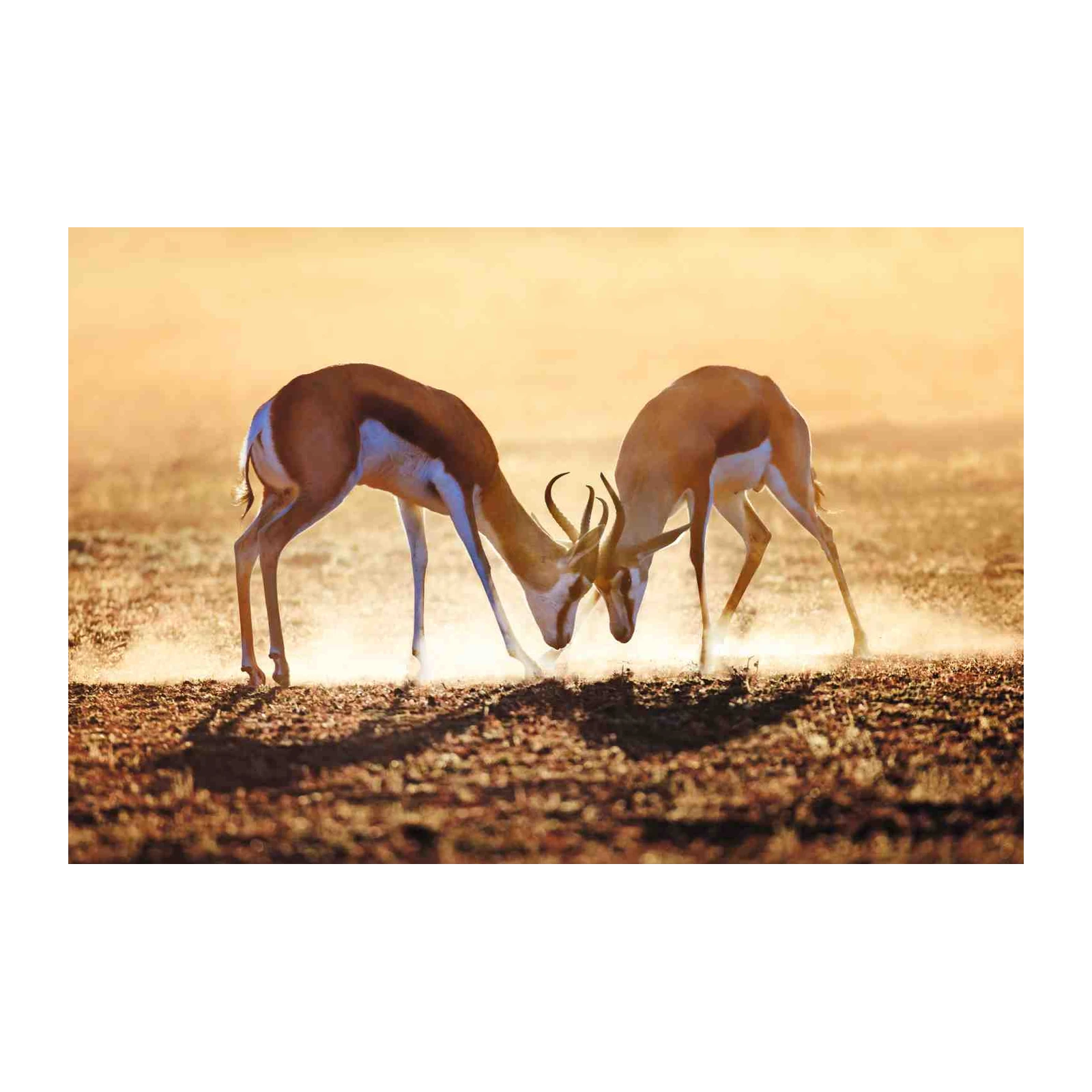 Wild Springbok Duel African Safari Wall Art