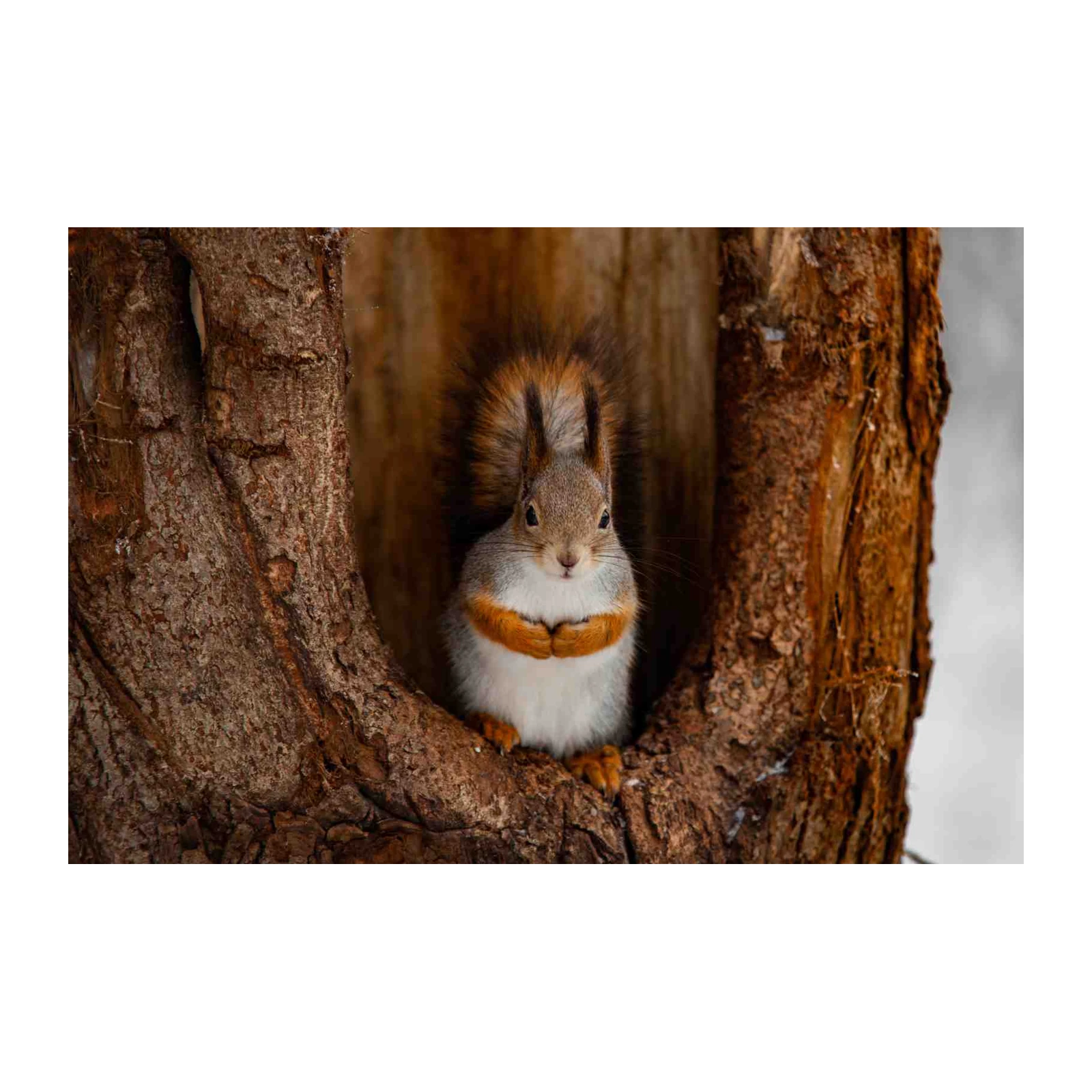 Adorable Squirrel in Tree Hollow Wall Art