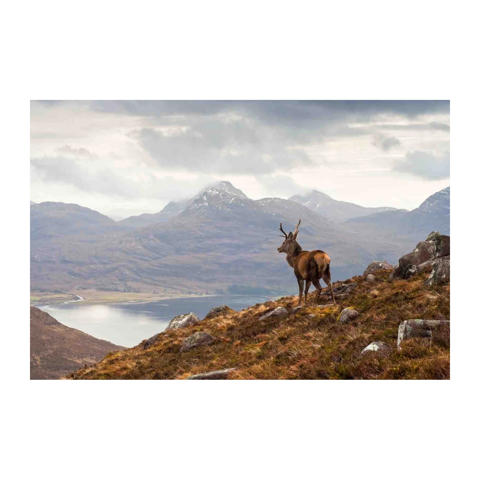 Majestic Stag Scottish Highlands Landscape Wall Art