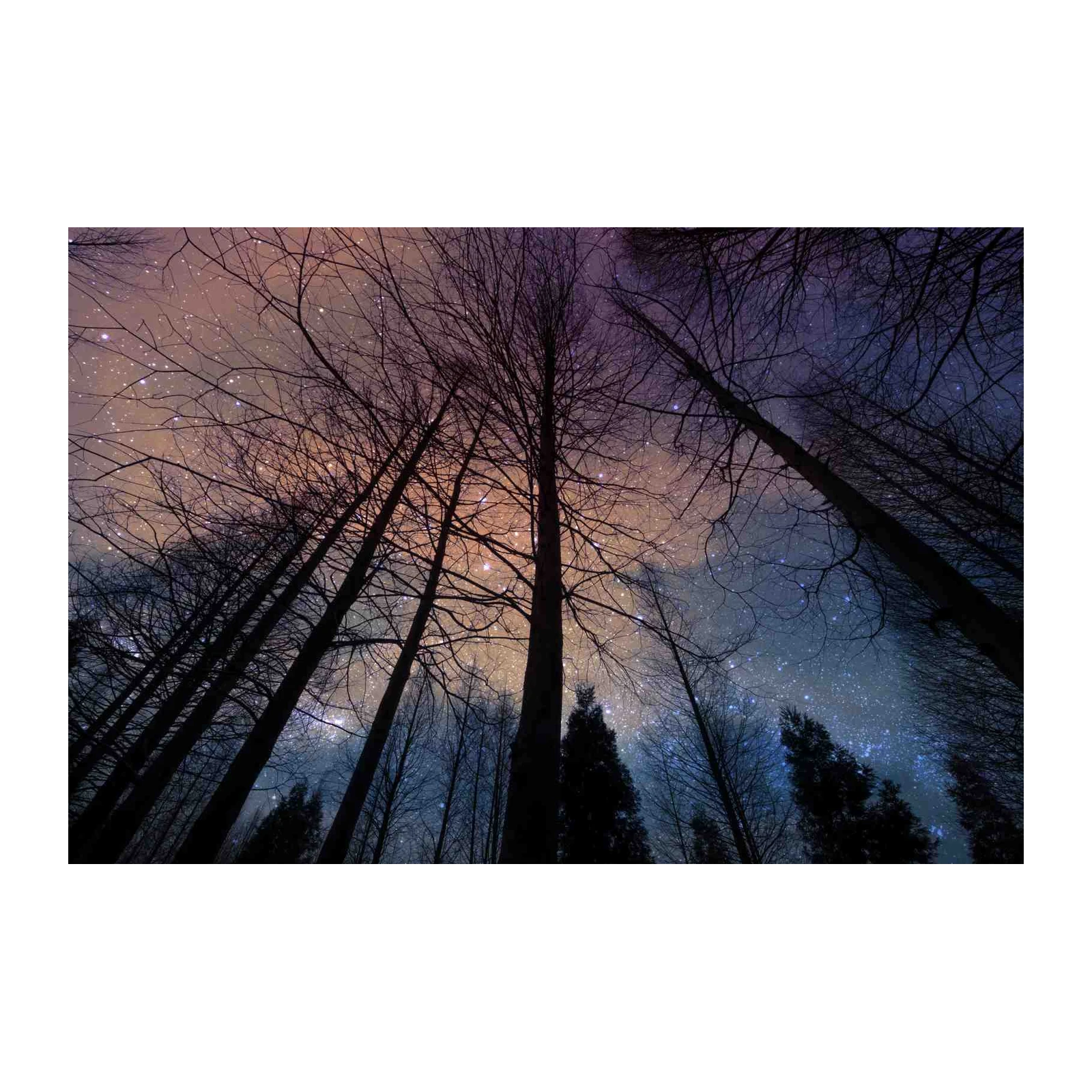 Enchanting Night Forest Stars Wall Art