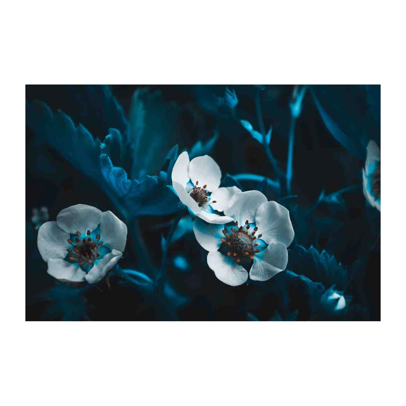 Moody Blue Blossom Wall Art Wall Art
