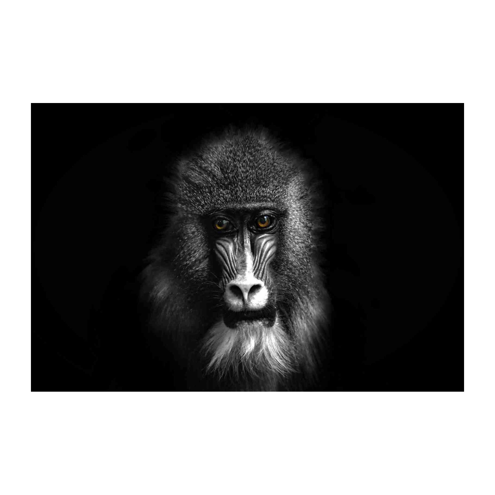 Striking Mandrill Portrait Wall Art