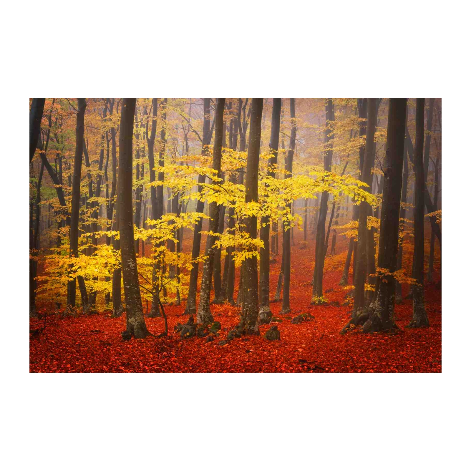Golden Autumn Forest Path Wall Art