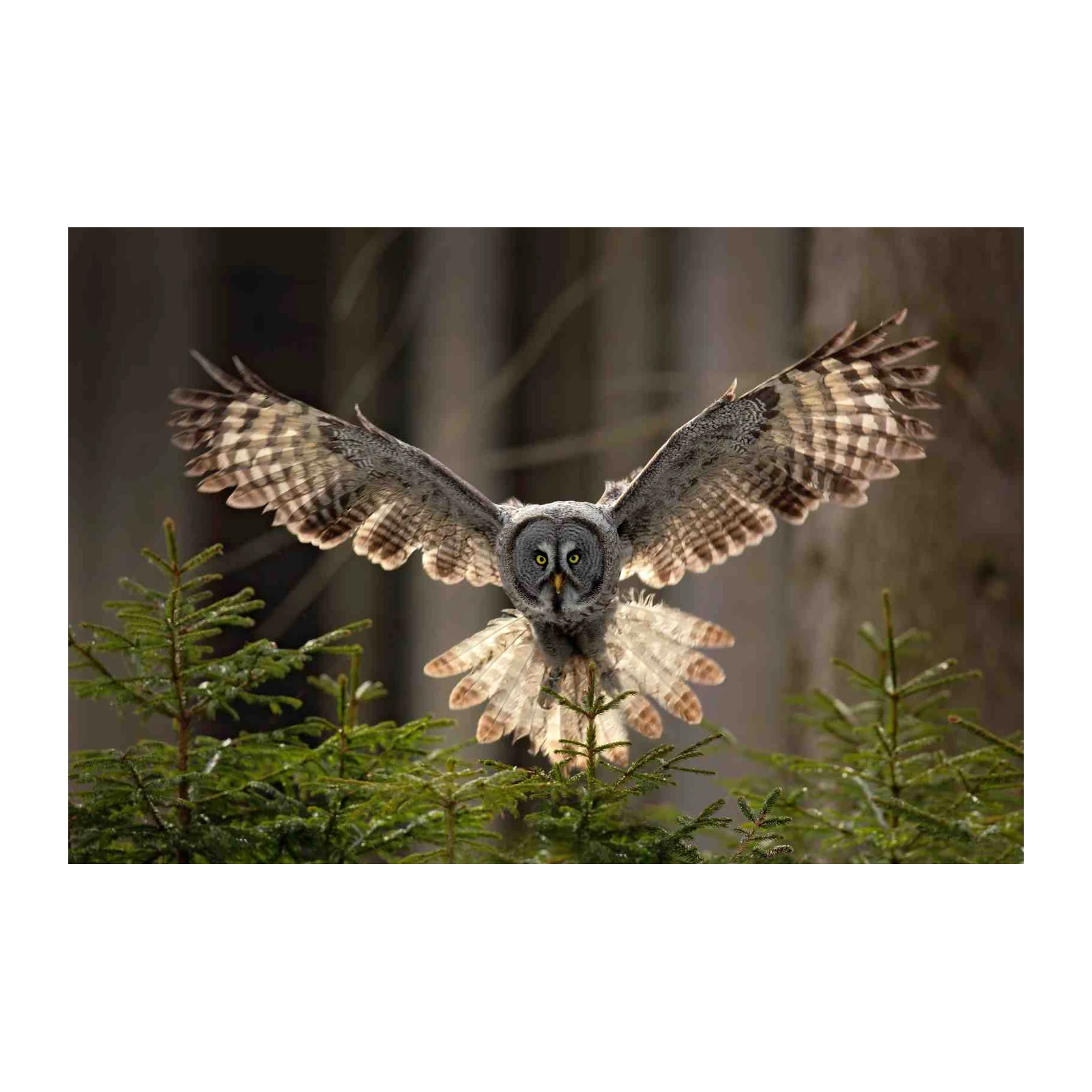 Majestic Owl in Flight Wall Art