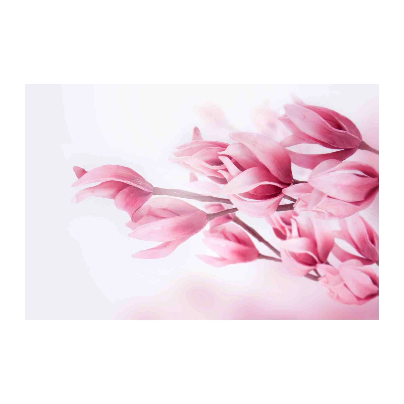 Blush Pink Magnolia Blossoms Wall Art
