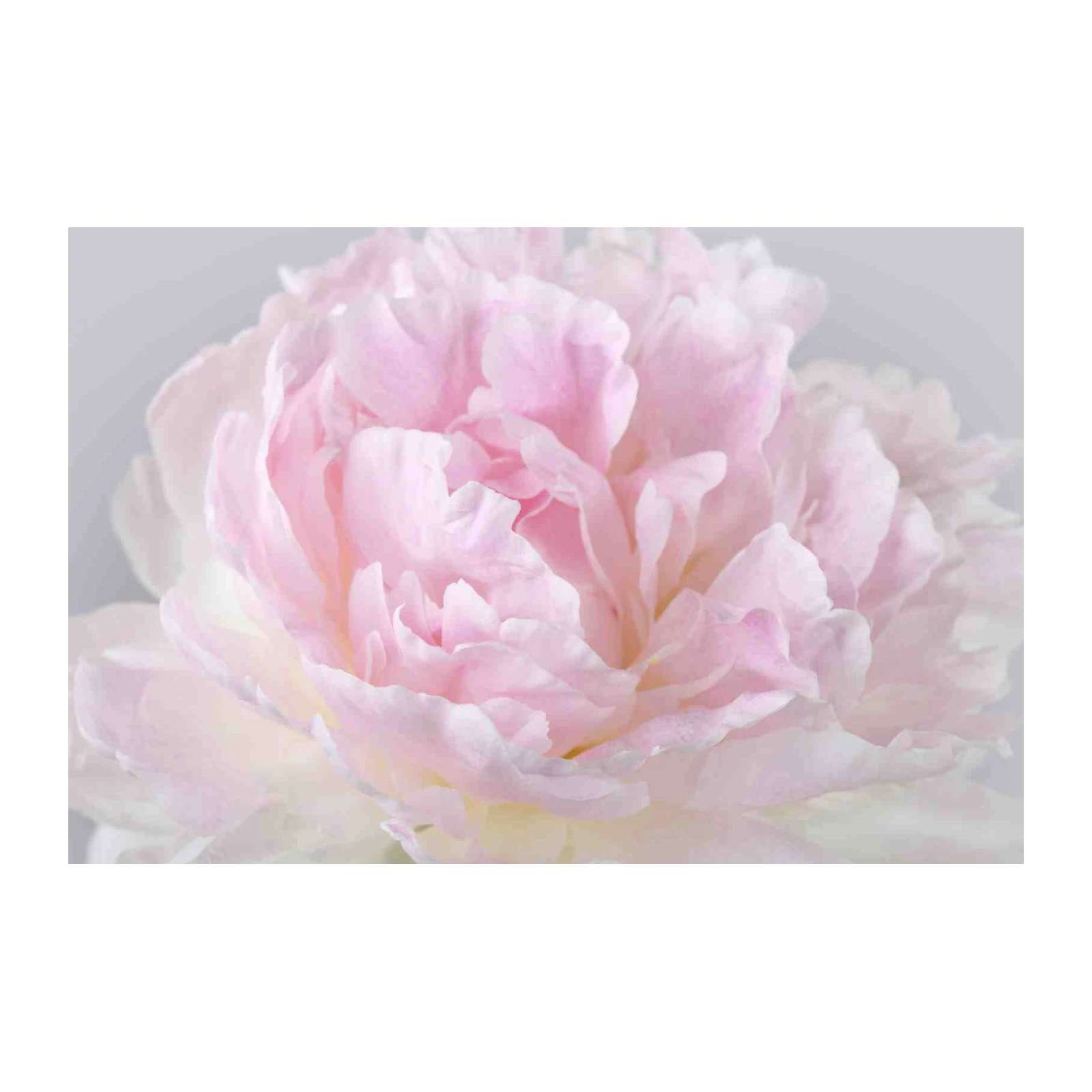 Soft Pink Peony Floral Nature Wall Art