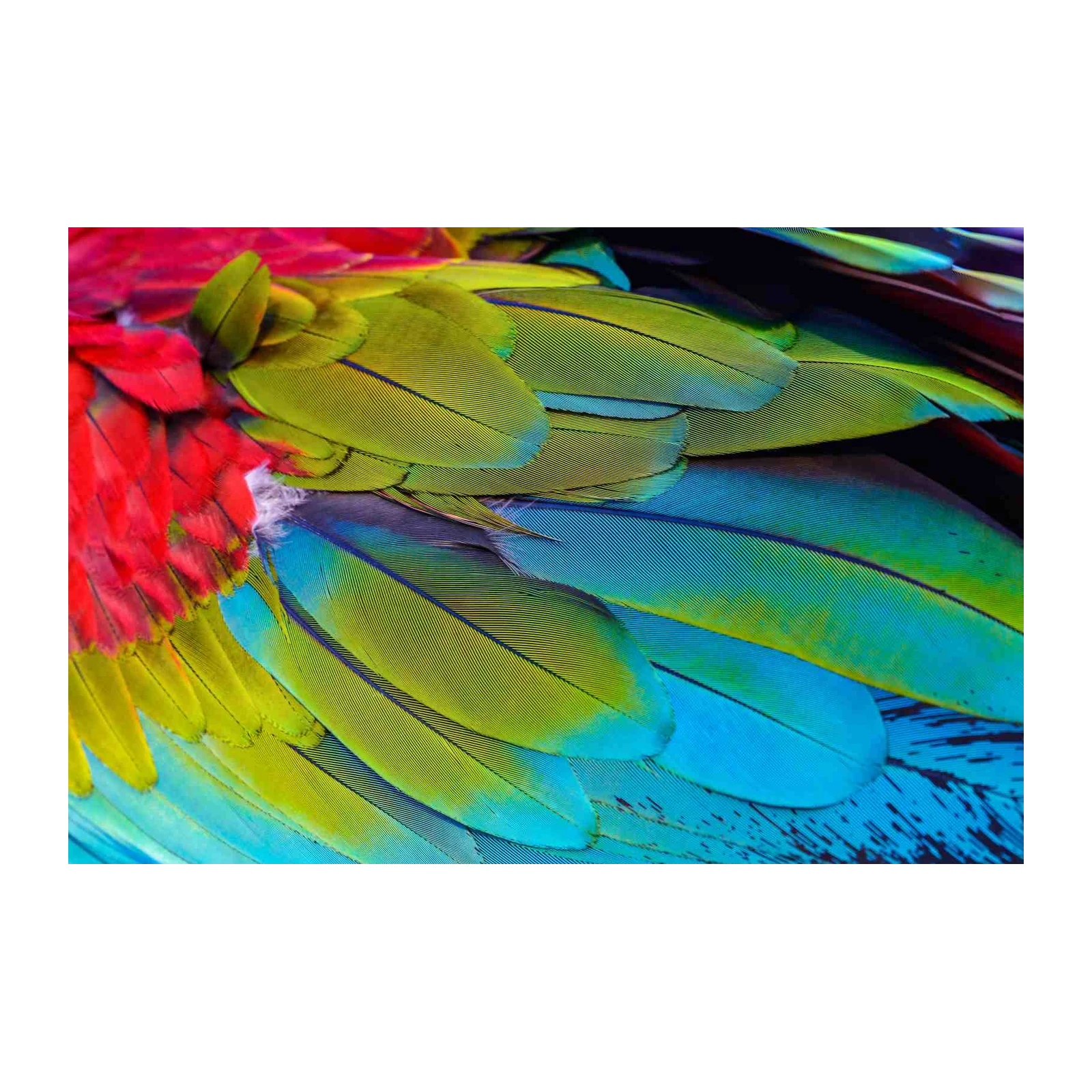 Vibrant Macaw Feather Close-Up Wall Art