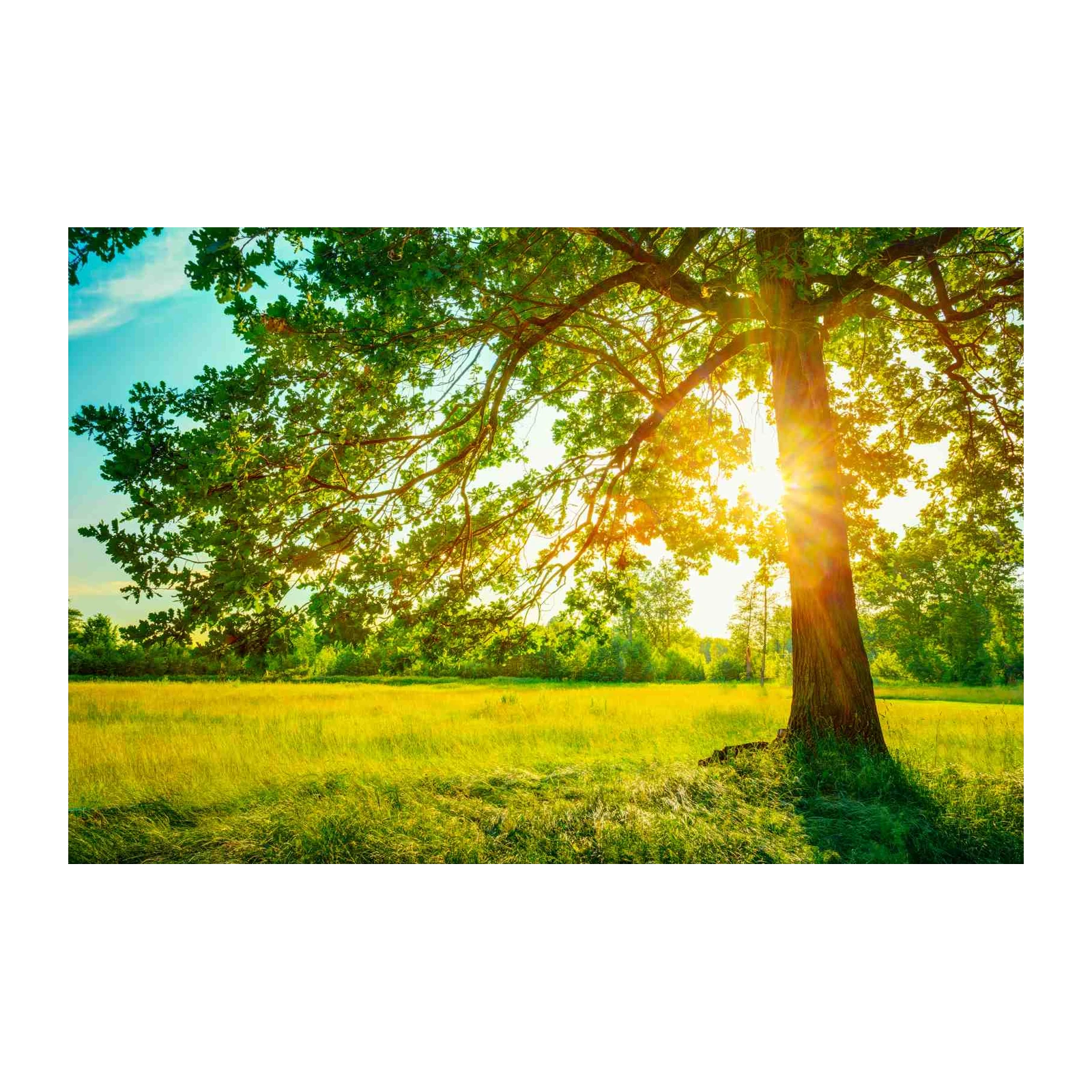 Golden Oak Tree Serenity Wall Art