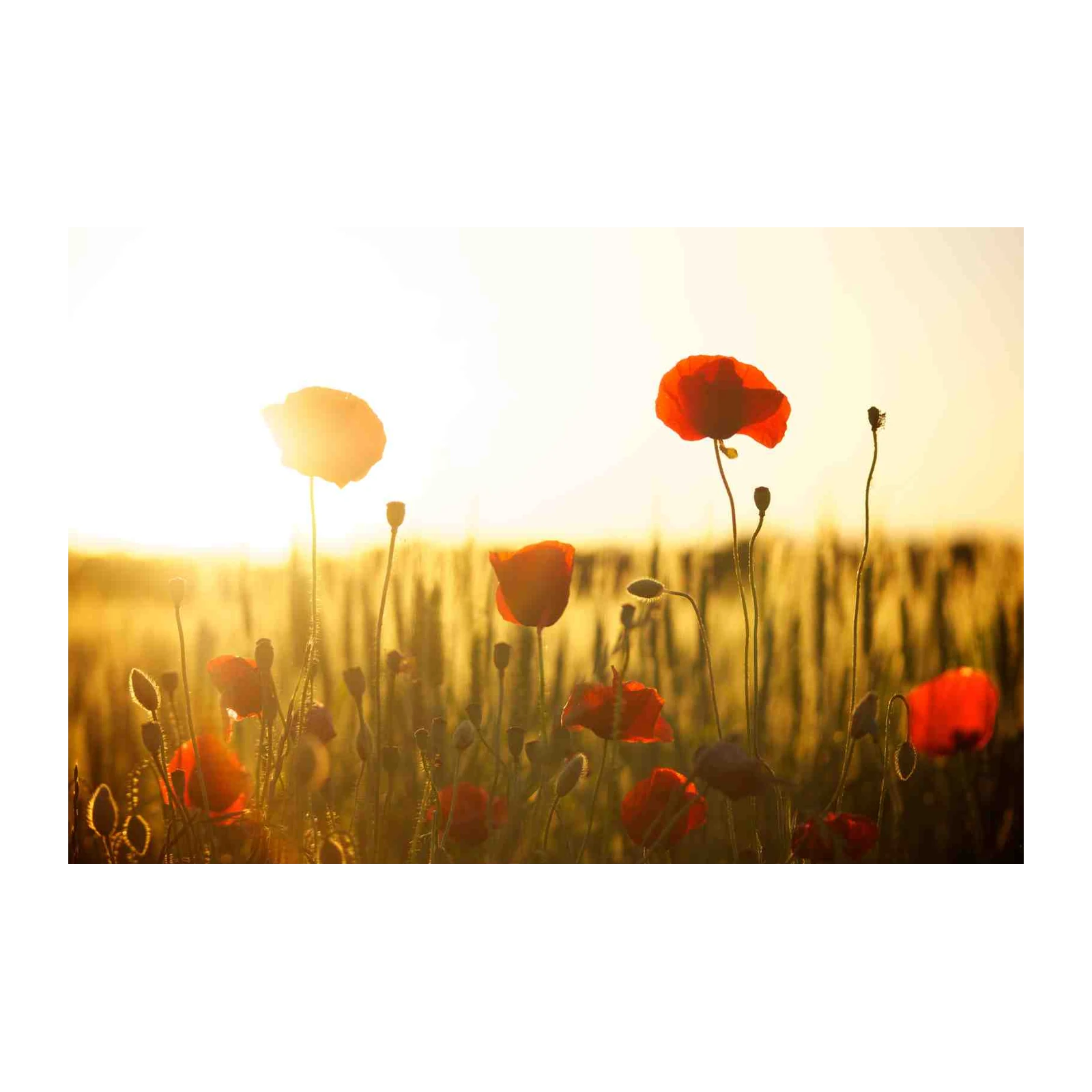 Vibrant Red Poppy Field Wall Art