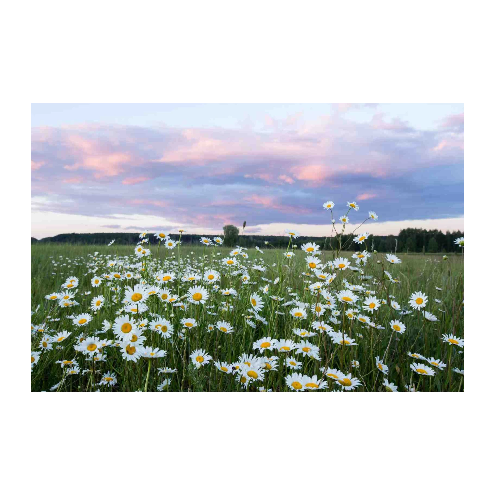 Daisies in Sunset Field Wall Art