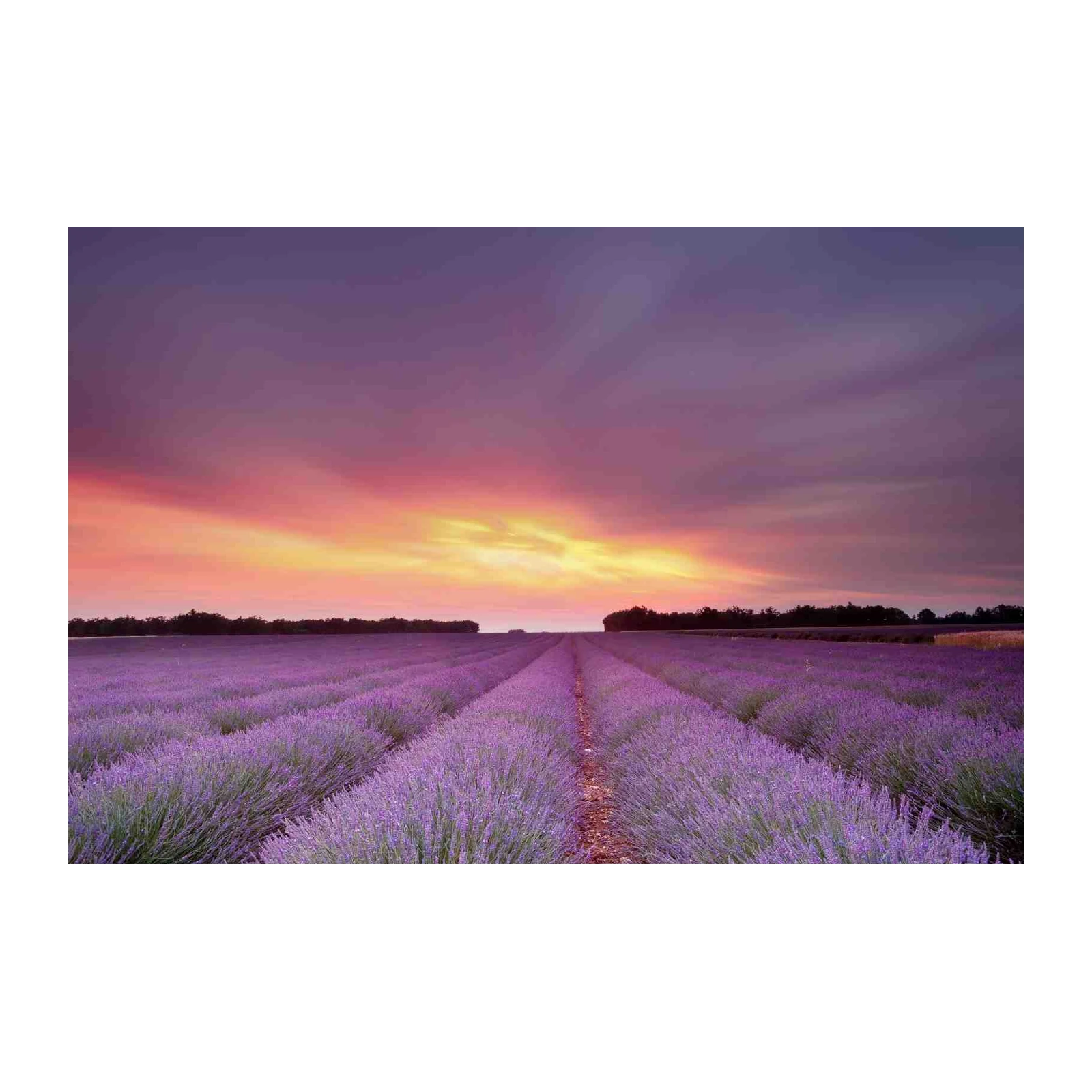 Lavender Field Sunset Wall Art | Provence Ambiance