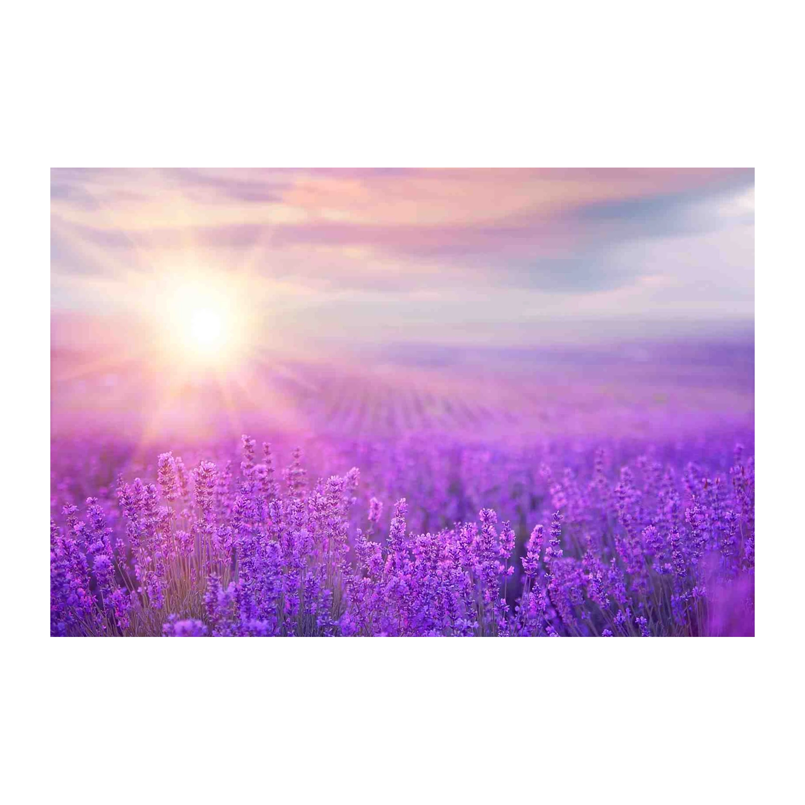 Serene Lavender Field Sunset Wall Art
