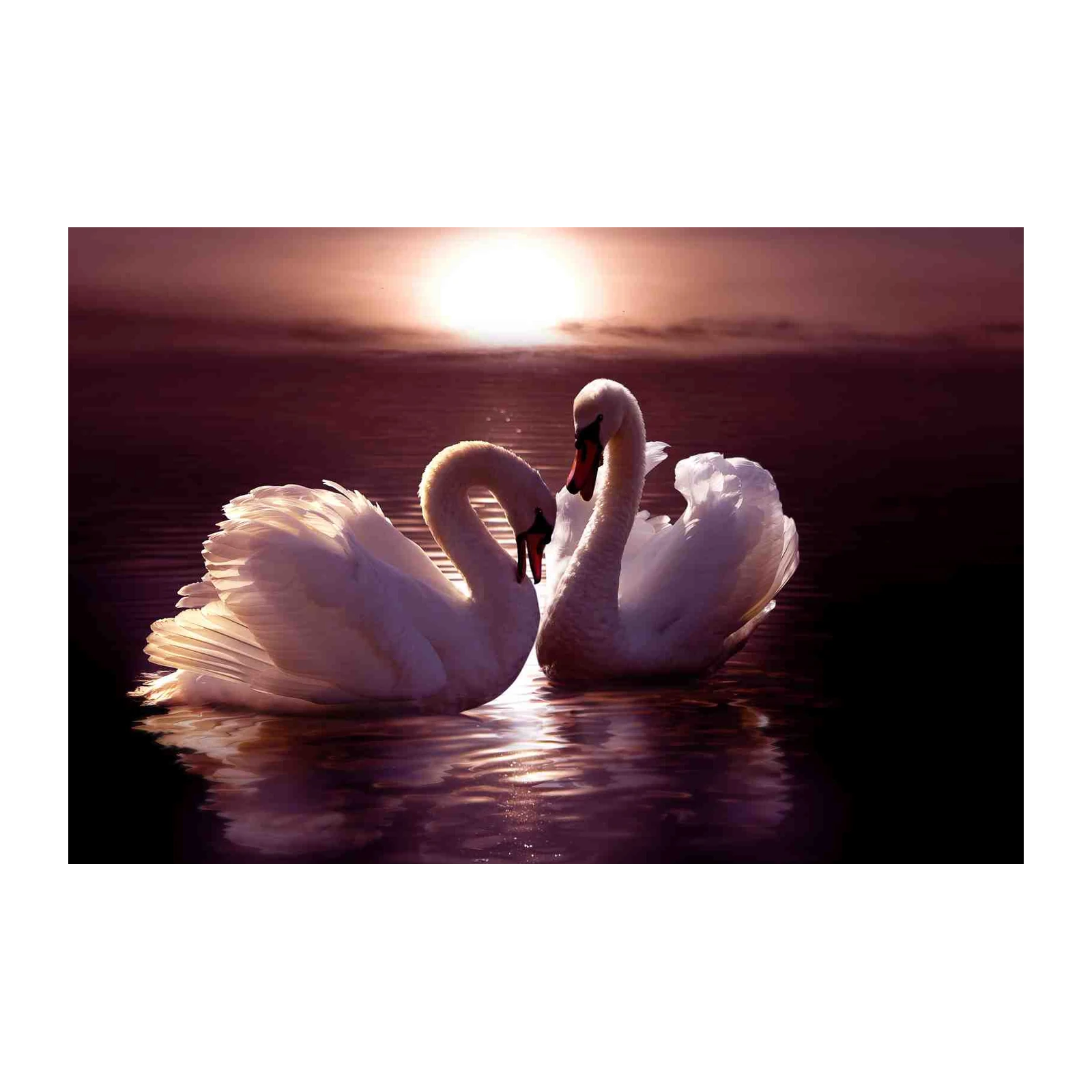Elegant Swan Love Sunset Wall Art