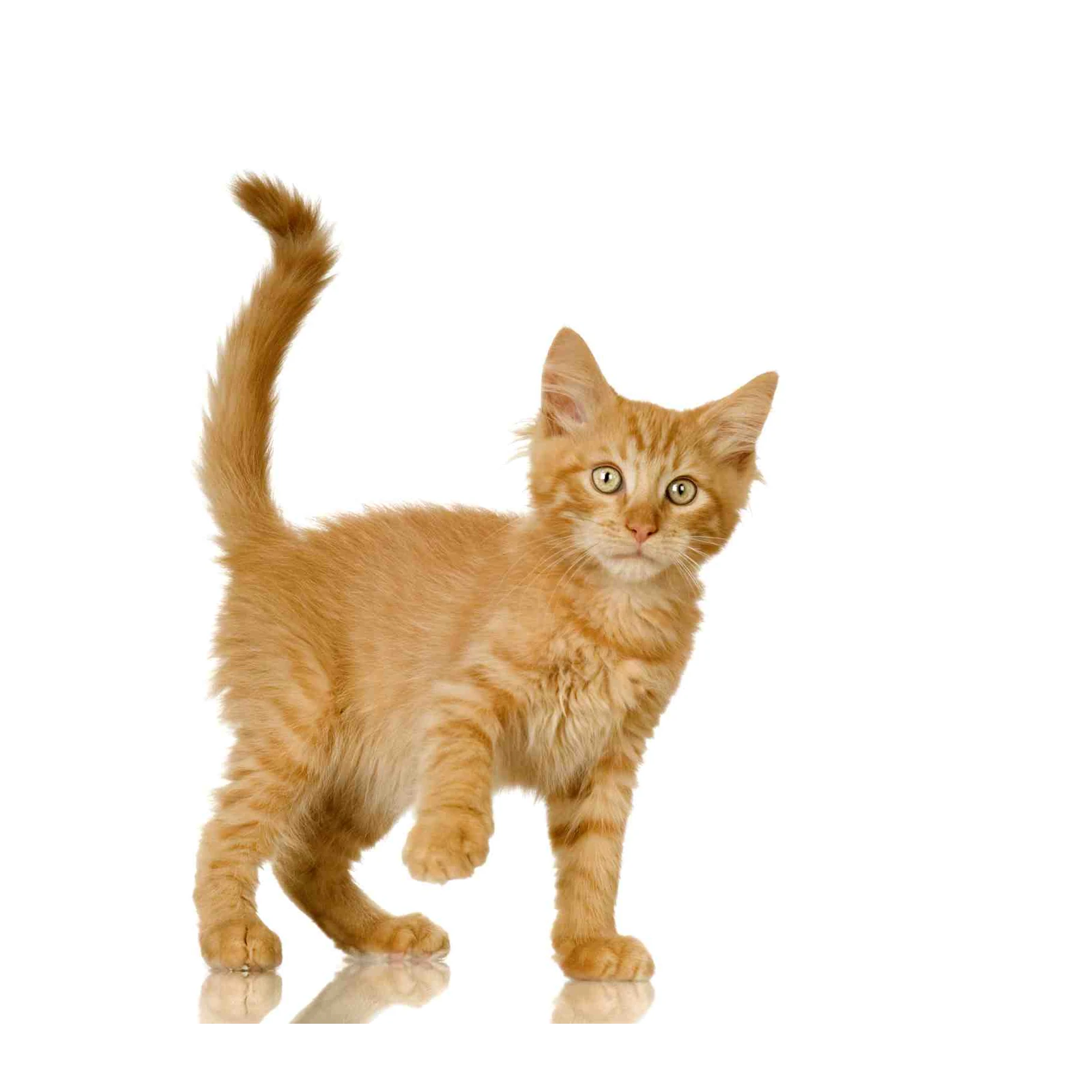 Adorable Orange Tabby Kitten Wall Art