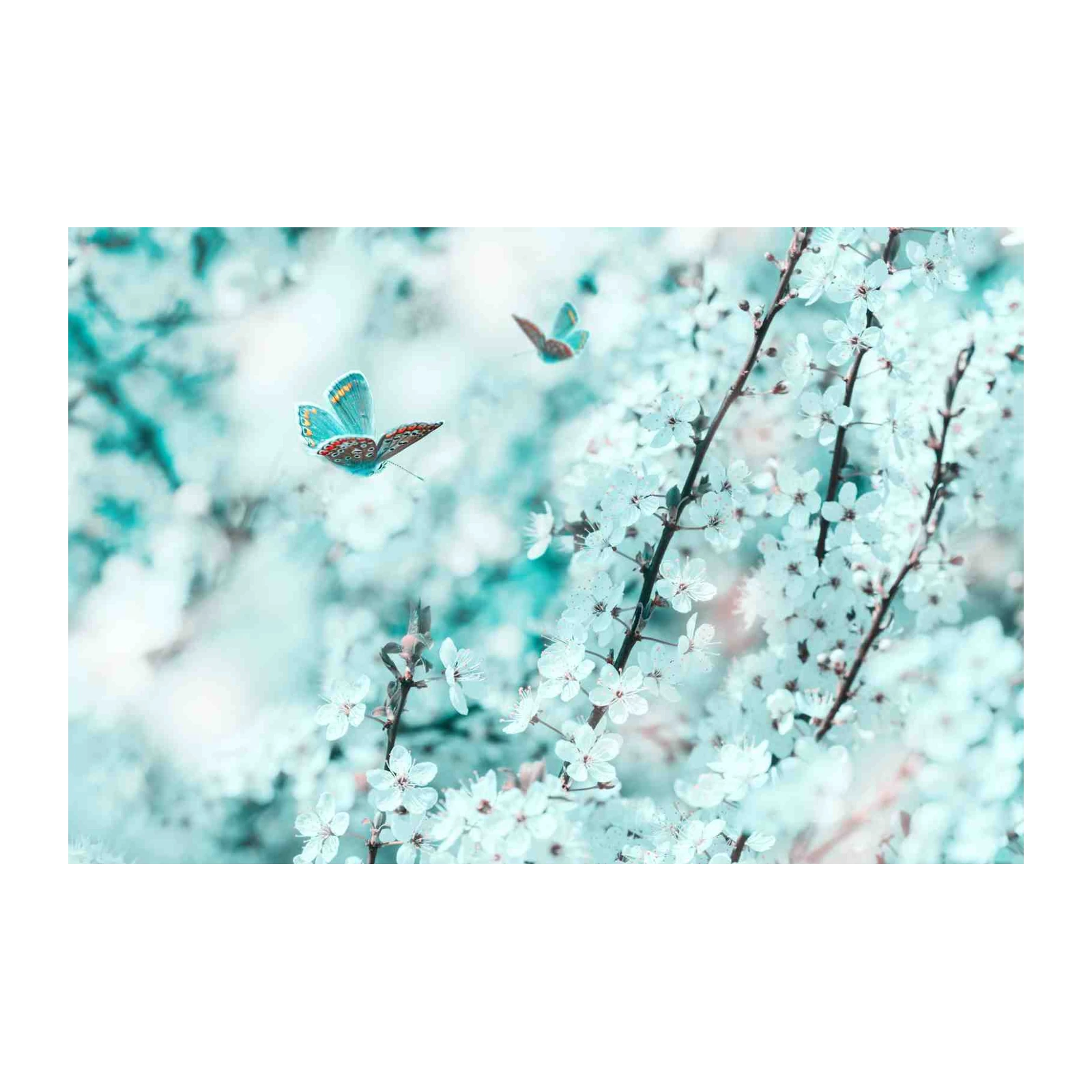 Blue Butterflies & Cherry Blossoms Wall Art