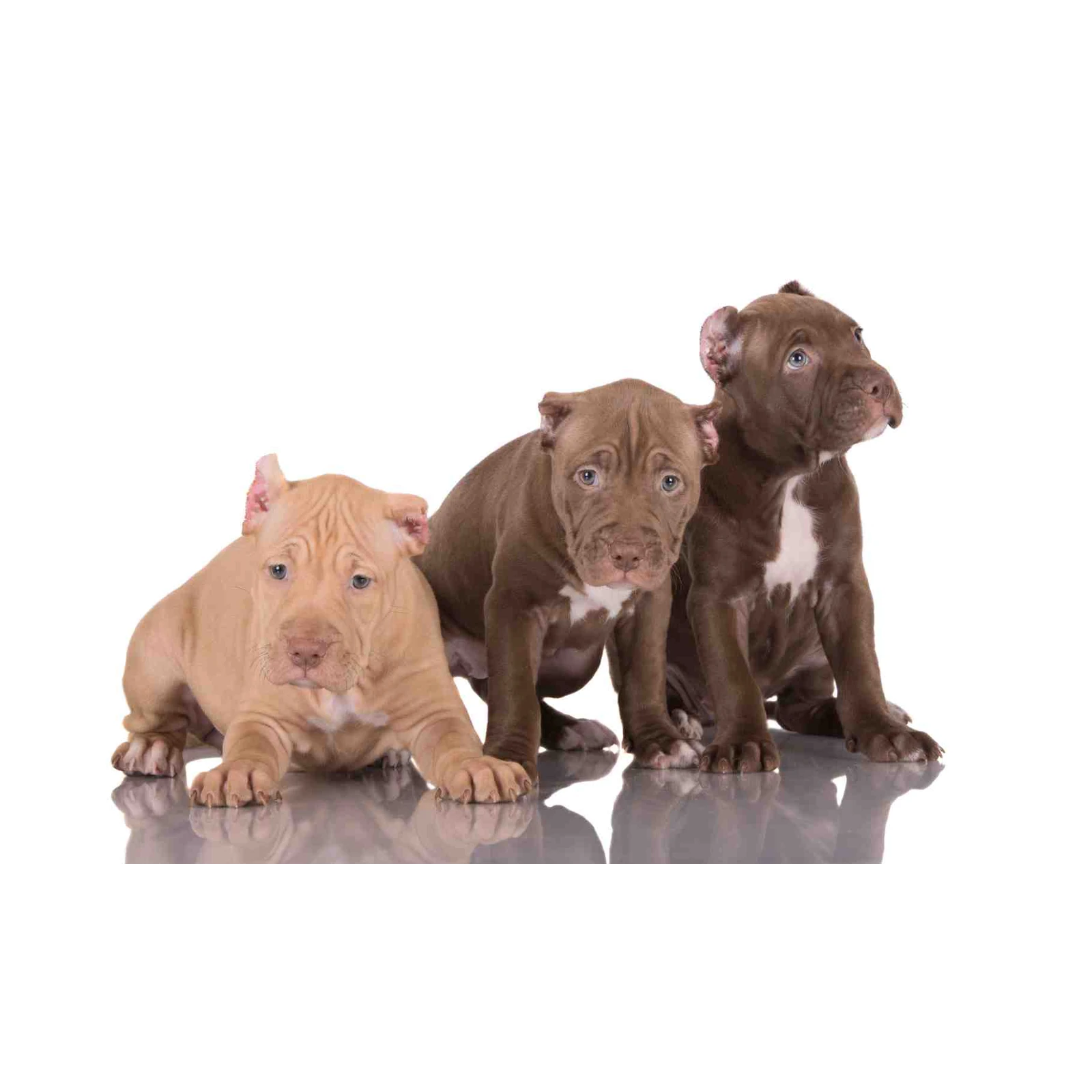 Adorable Pitbull Puppy Trio Wall Art