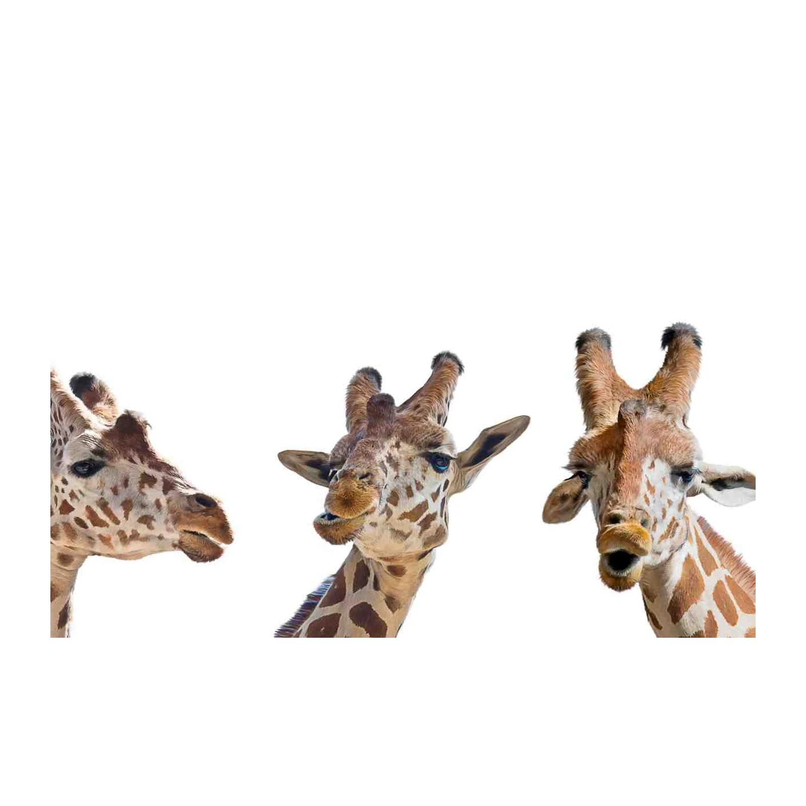 Playful Giraffe Trio Wildlife Wall Art