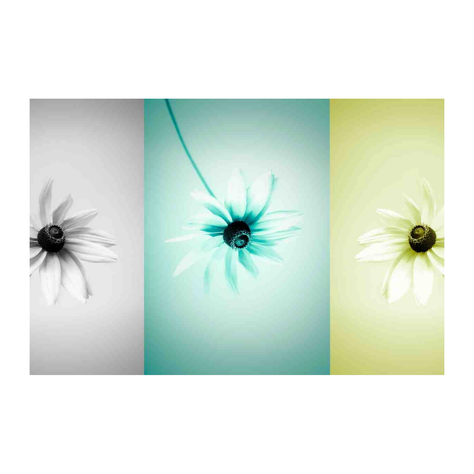 Elegant Daisy Triptych Wall Art