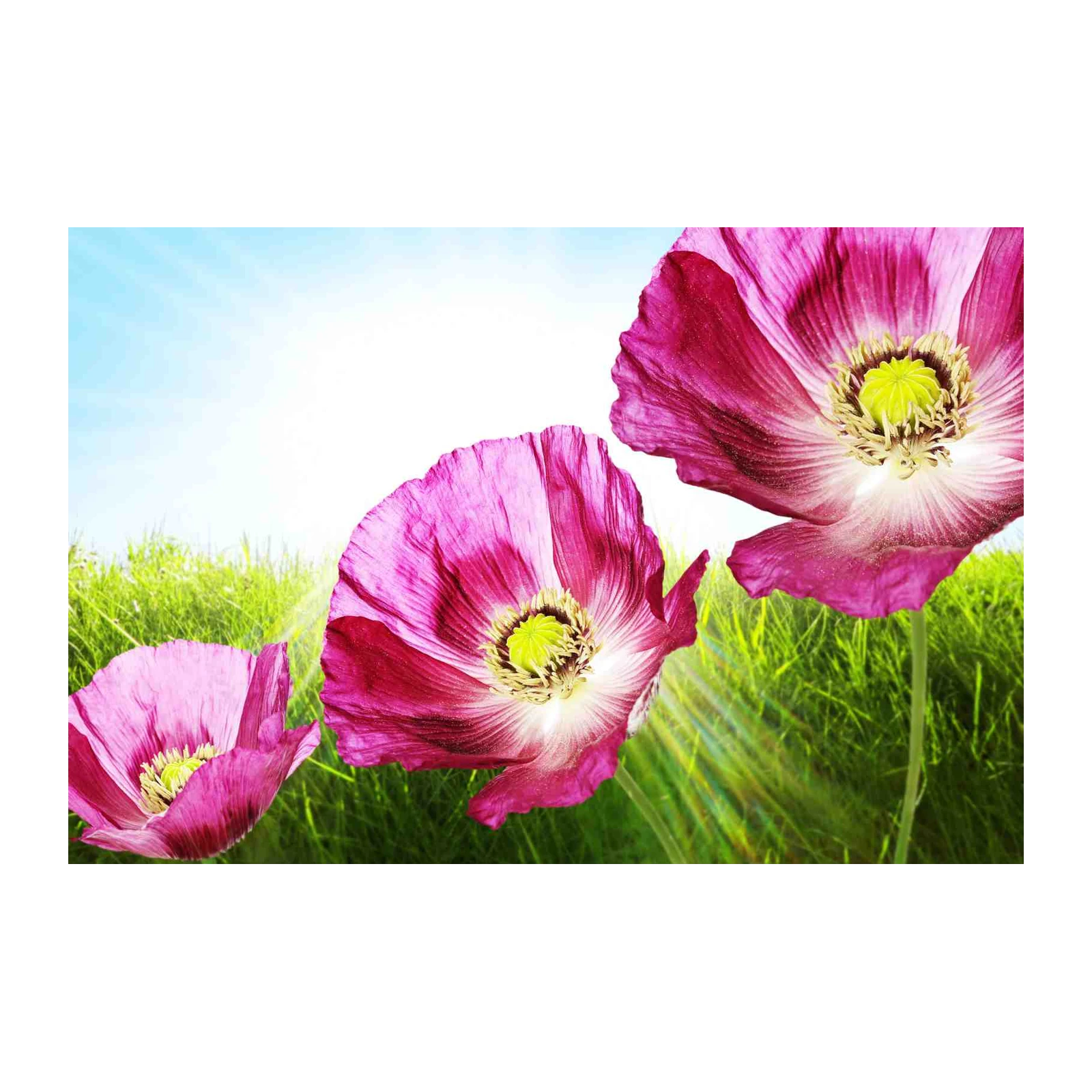 Vibrant Pink Poppies Meadow Wall Art