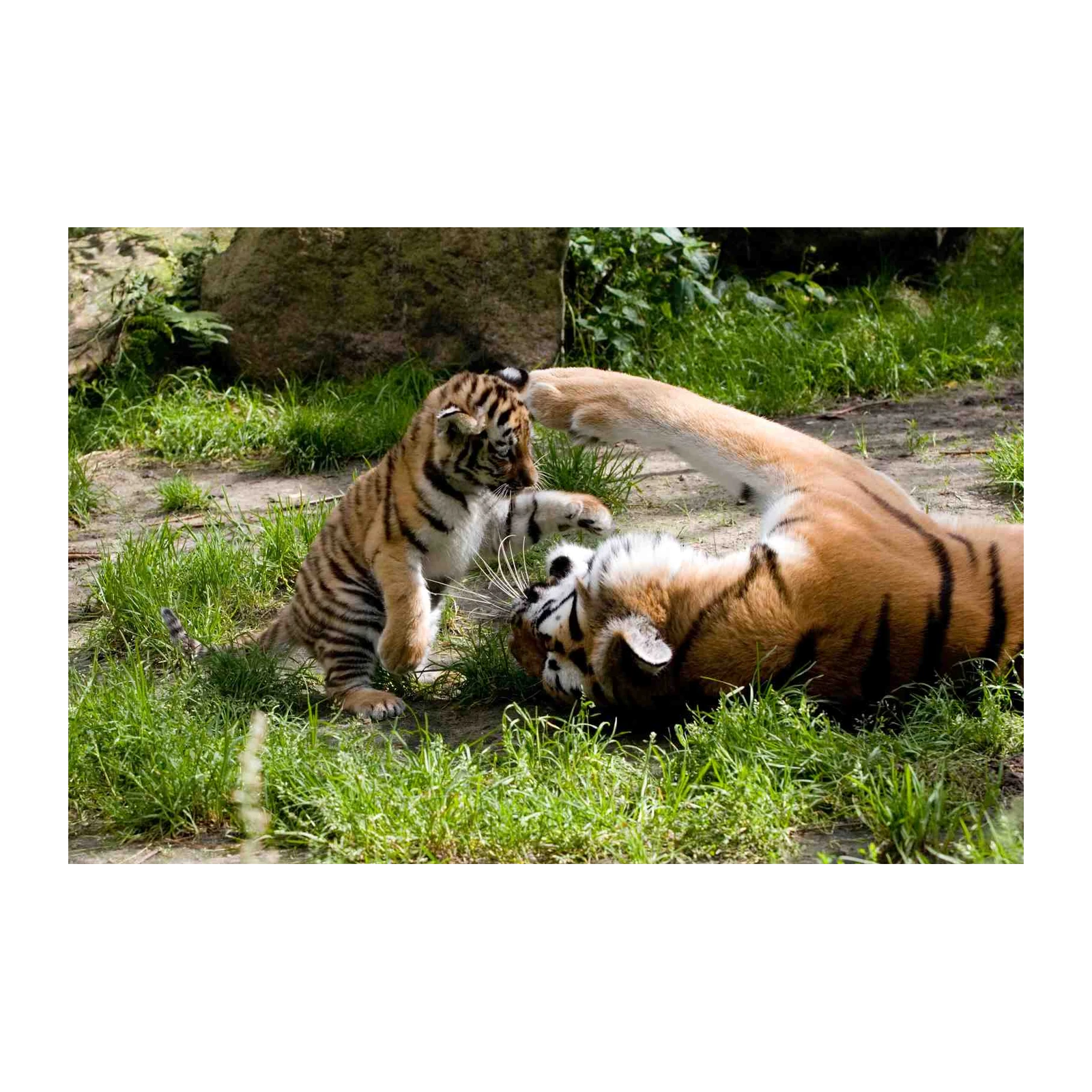 Adorable Tiger Cubs Playful Moment Wall Art