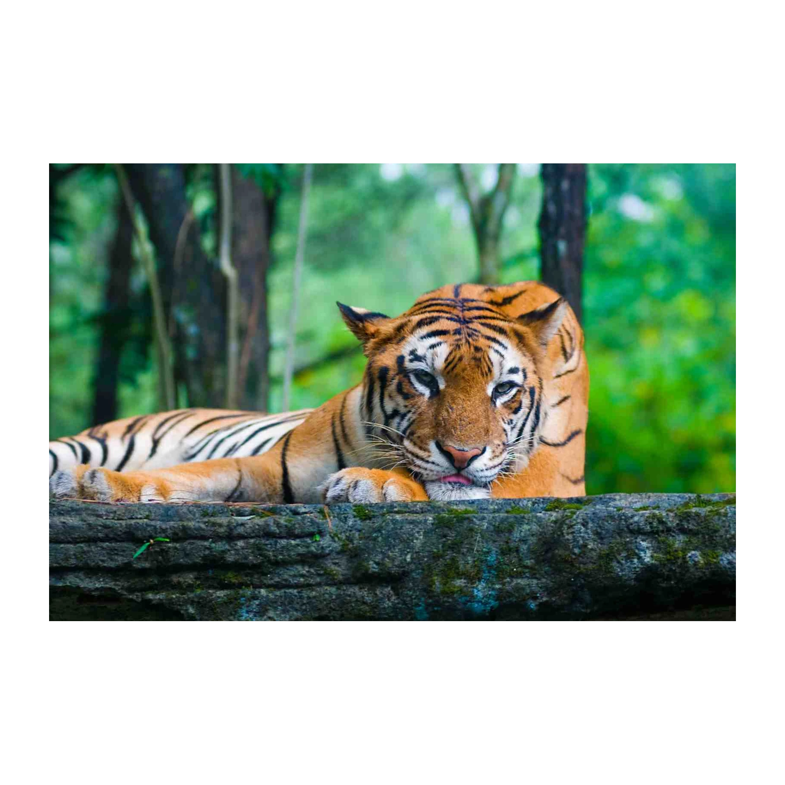 Majestic Tiger Resting on Rocks Wall Art