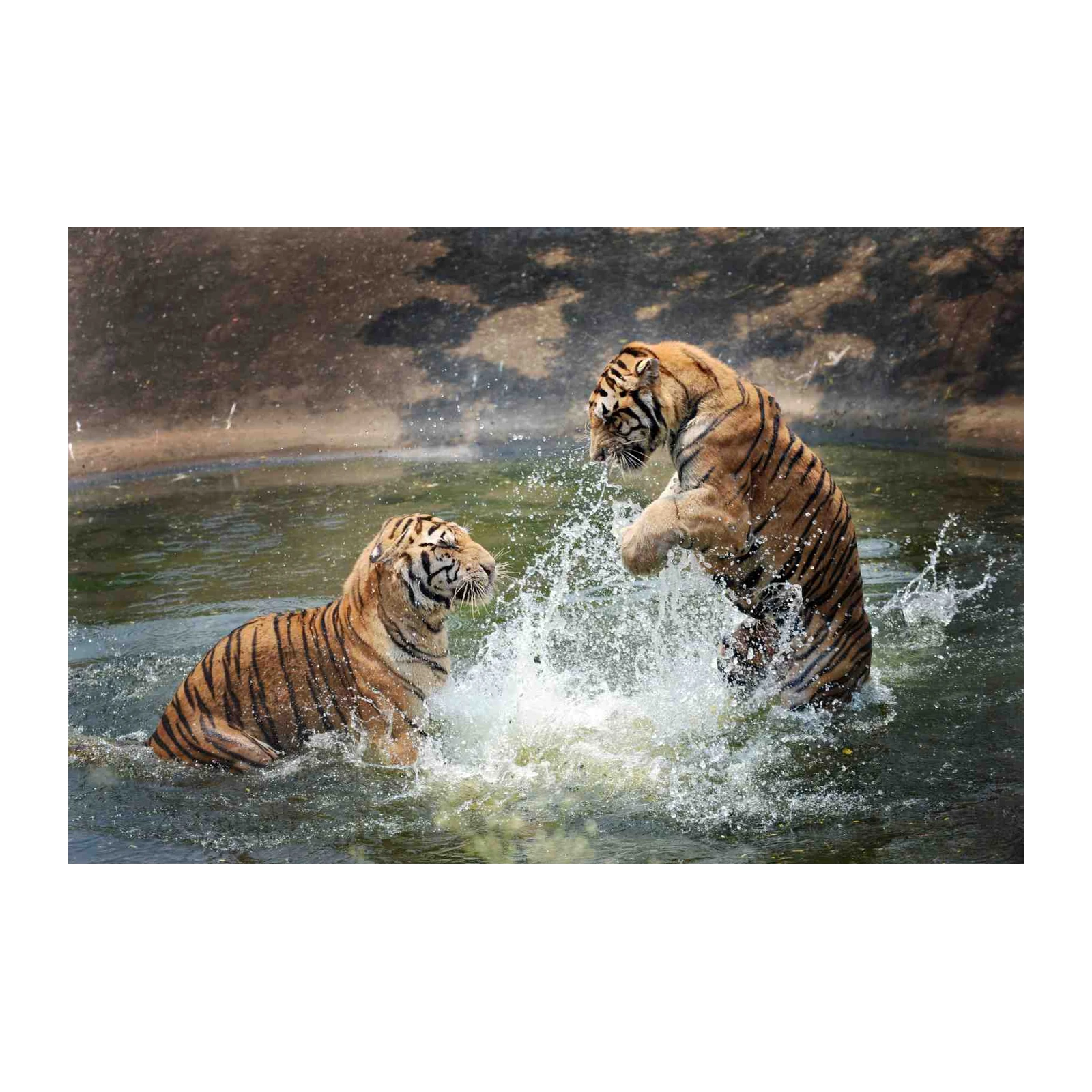 Dynamic Tiger Splash Wall Art - Wildlife Wall Art