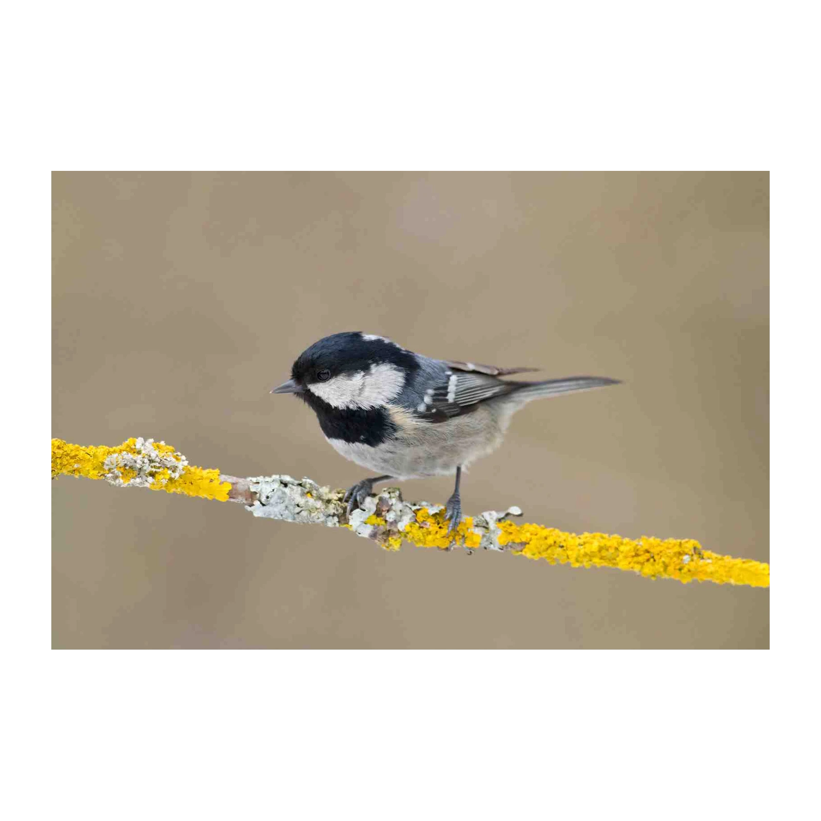 Charming Coal Tit on Lichen Branch Wall Art