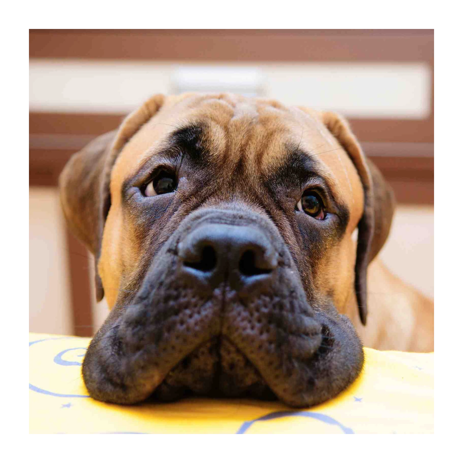 Gentle Giant Dog Portrait Wall Art