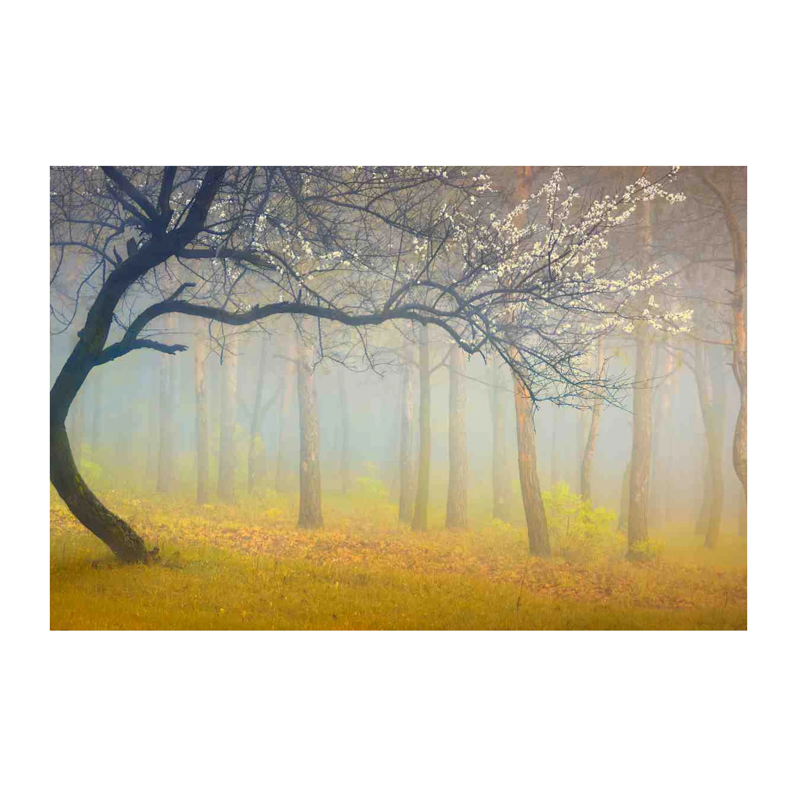 Misty Forest Serenity Blossom Wall Art