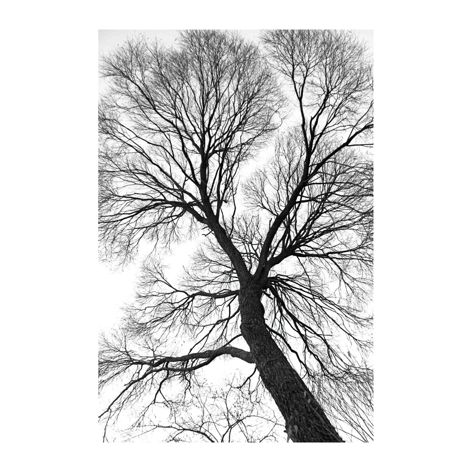 Bare Tree Branches Black & White Wall Art