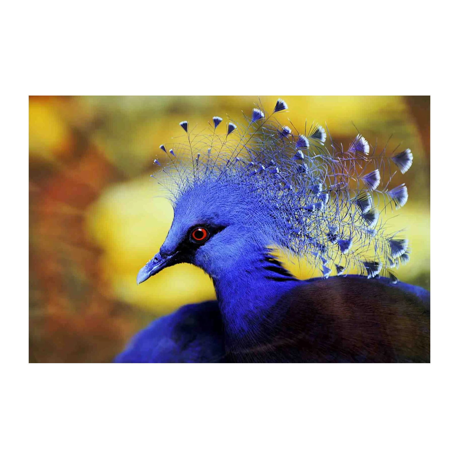 Exotic Blue Bird Royal Crown Wall Art